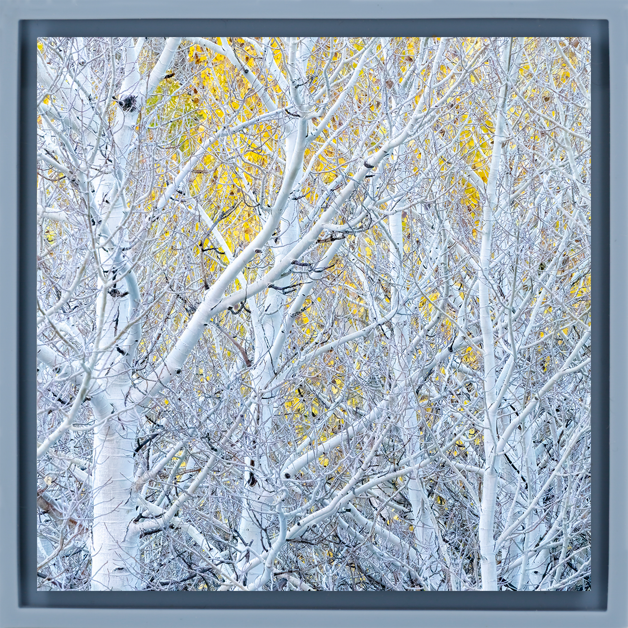 Ghost Aspens - Lichtblauwe Wrapp