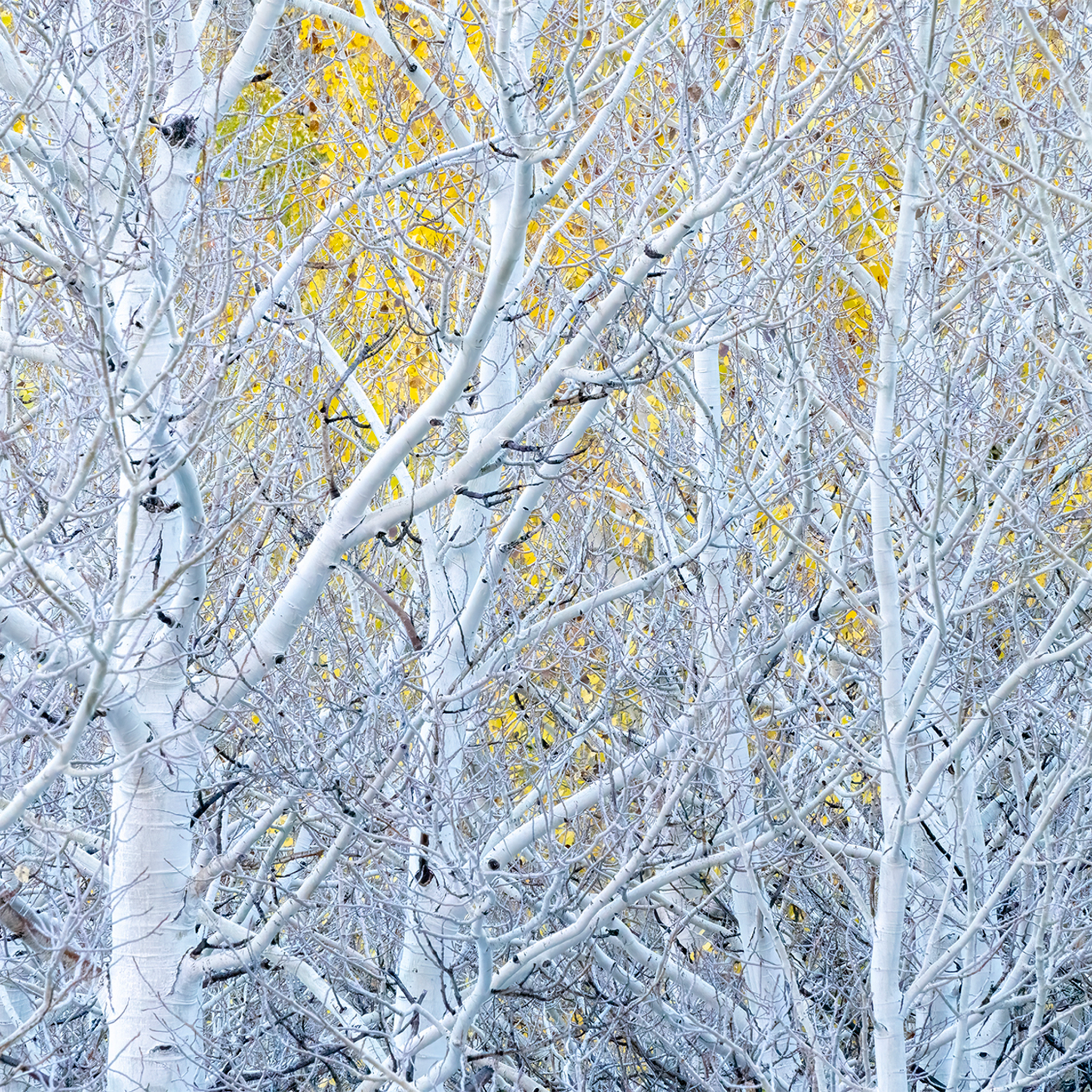 Ghost Aspens- Collection: USA