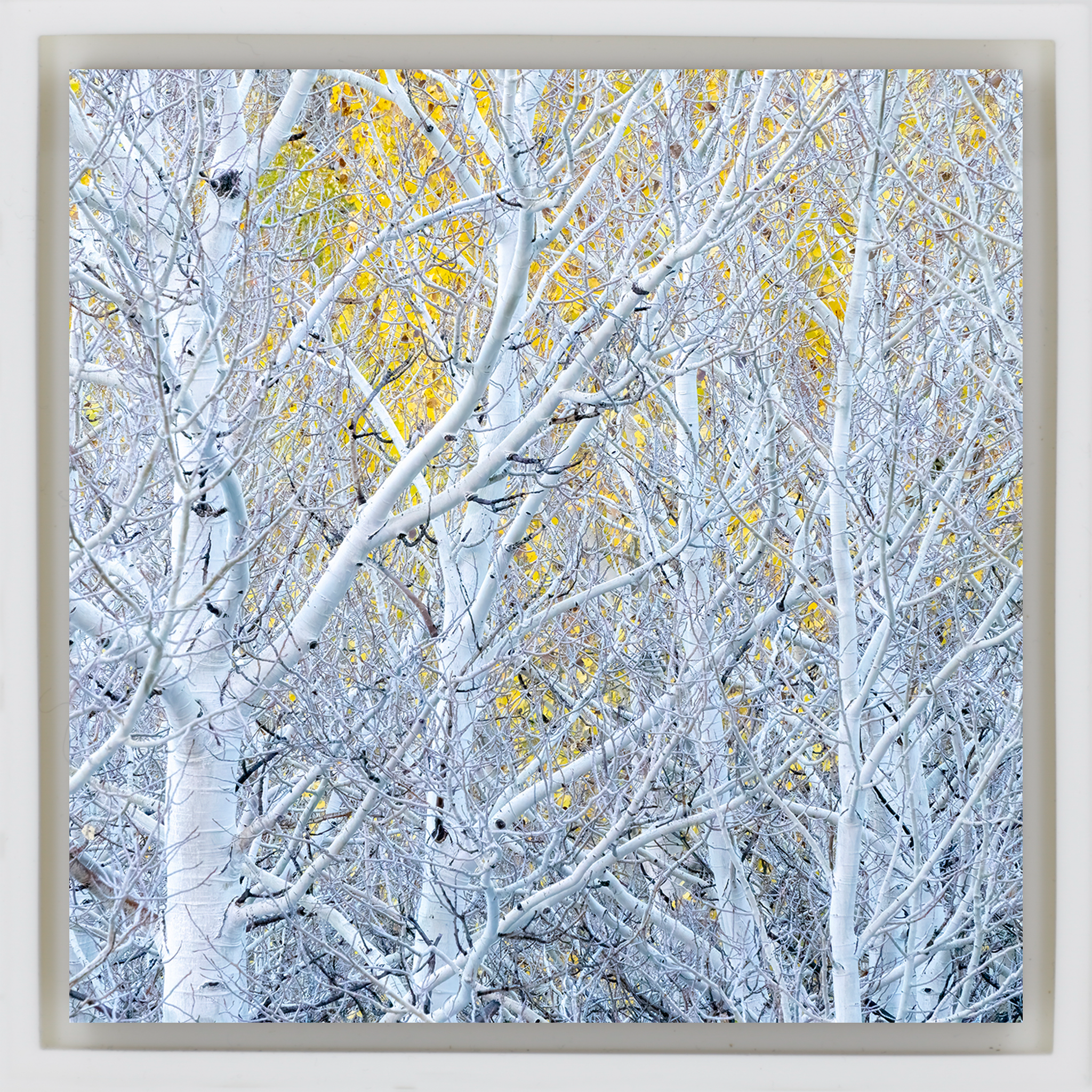Ghost Aspens- White Wrapp