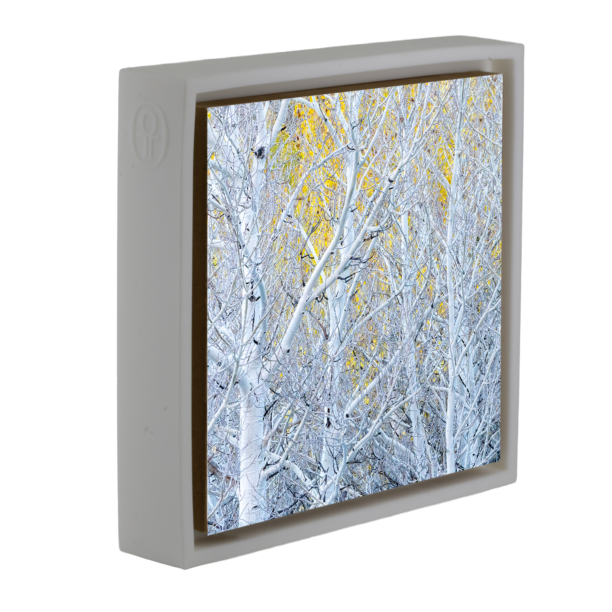 Ghost Aspens- White Wrapp