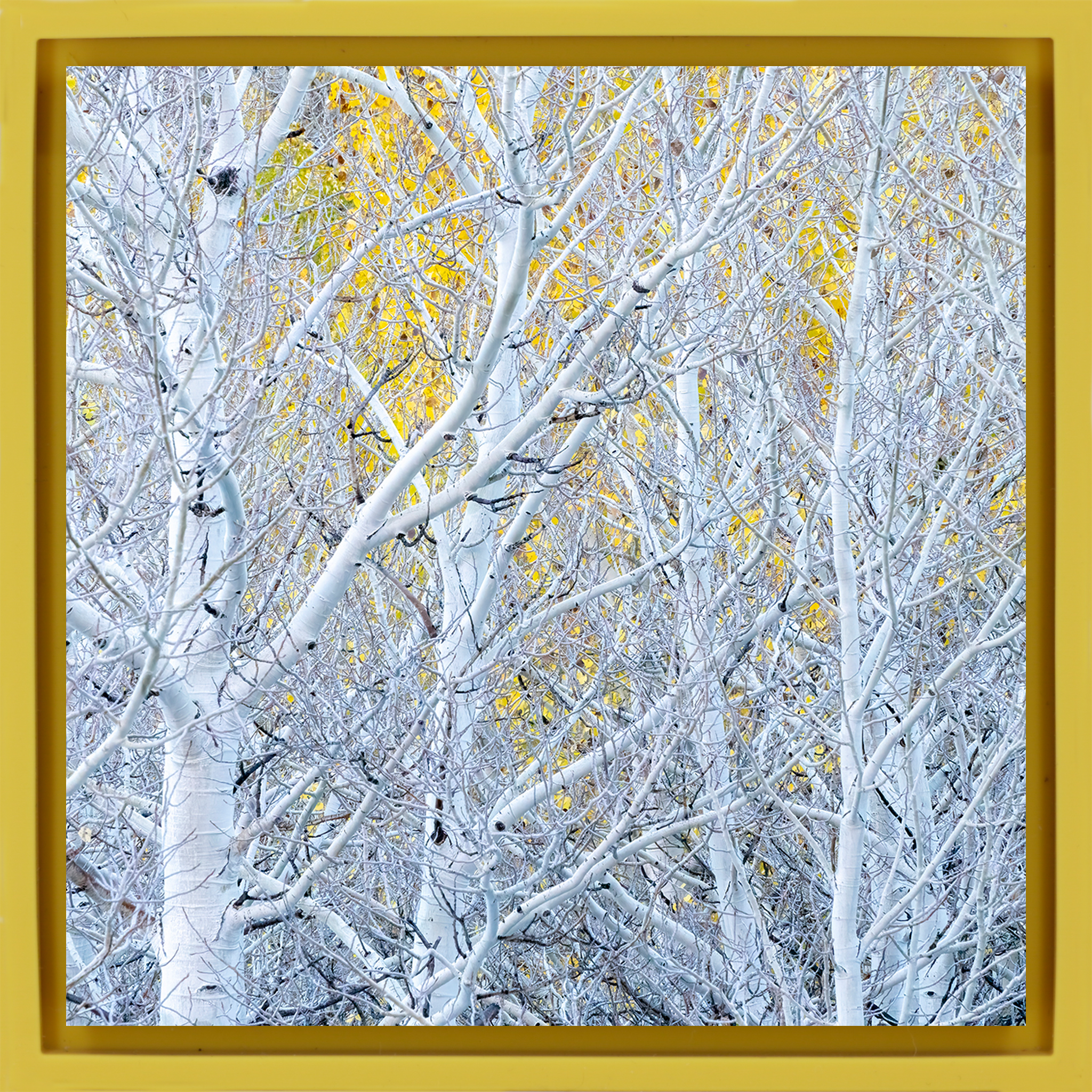 Ghost Aspens- Yellow Wrapp