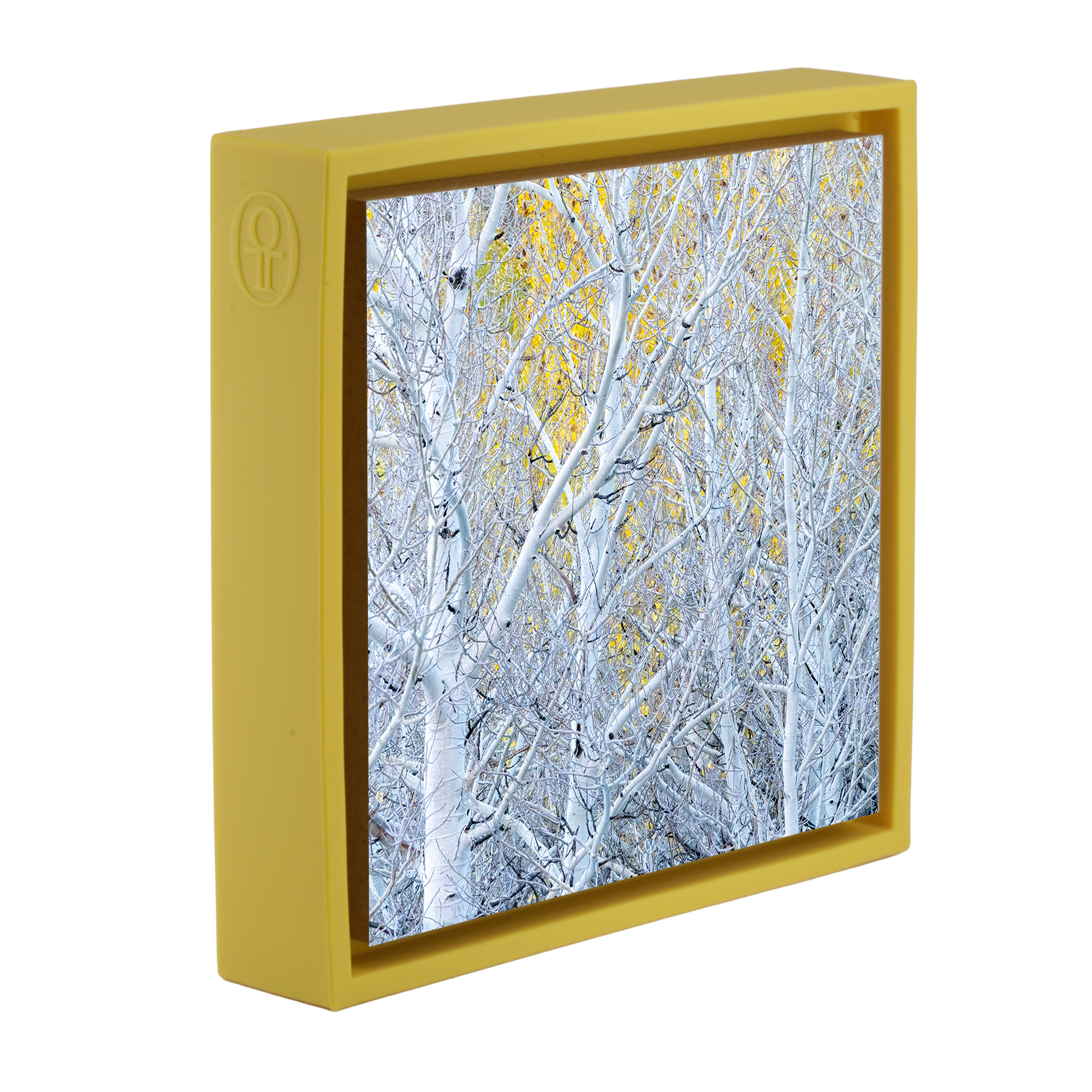 Ghost Aspens- Yellow Wrapp