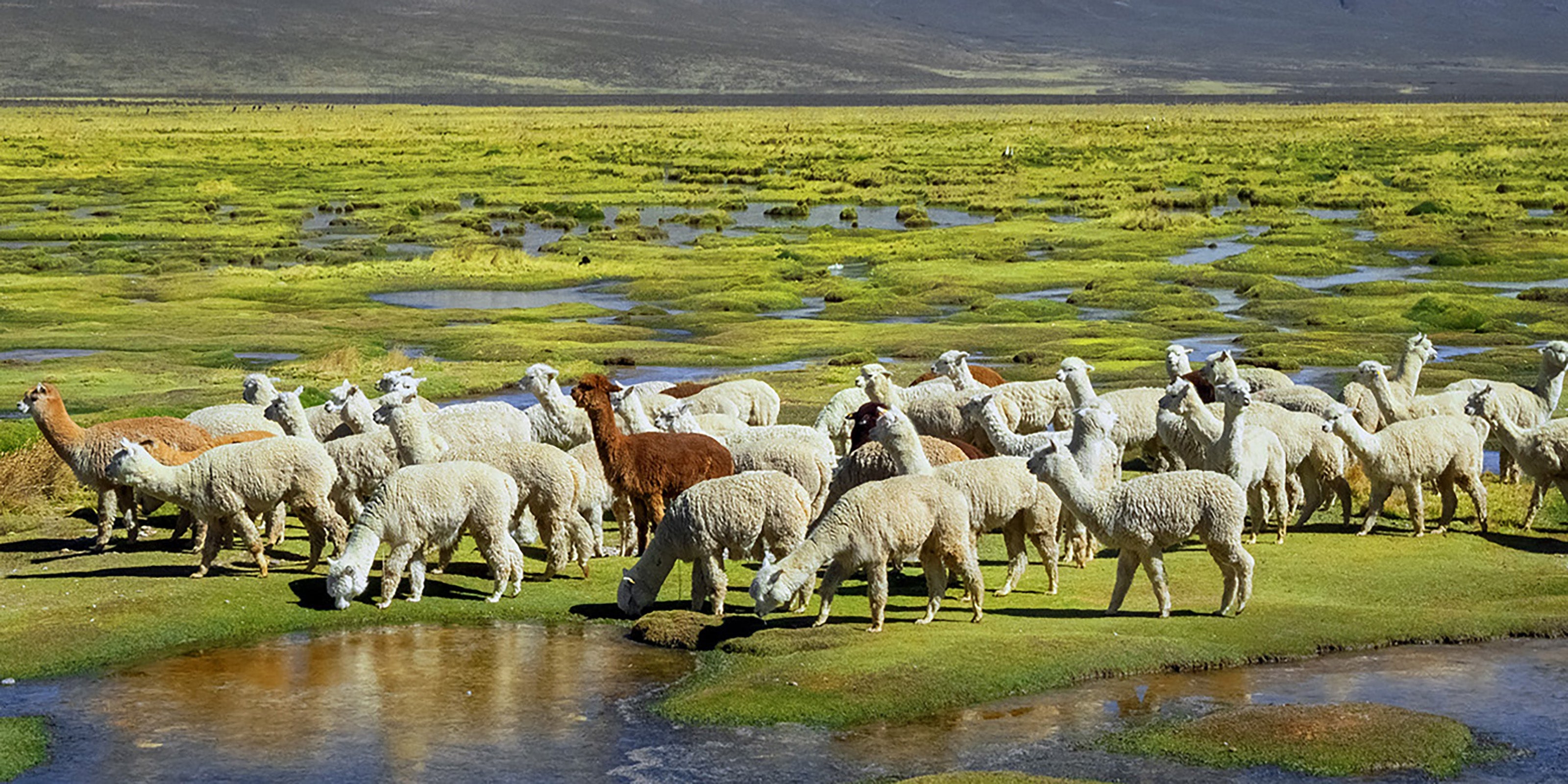 Peru