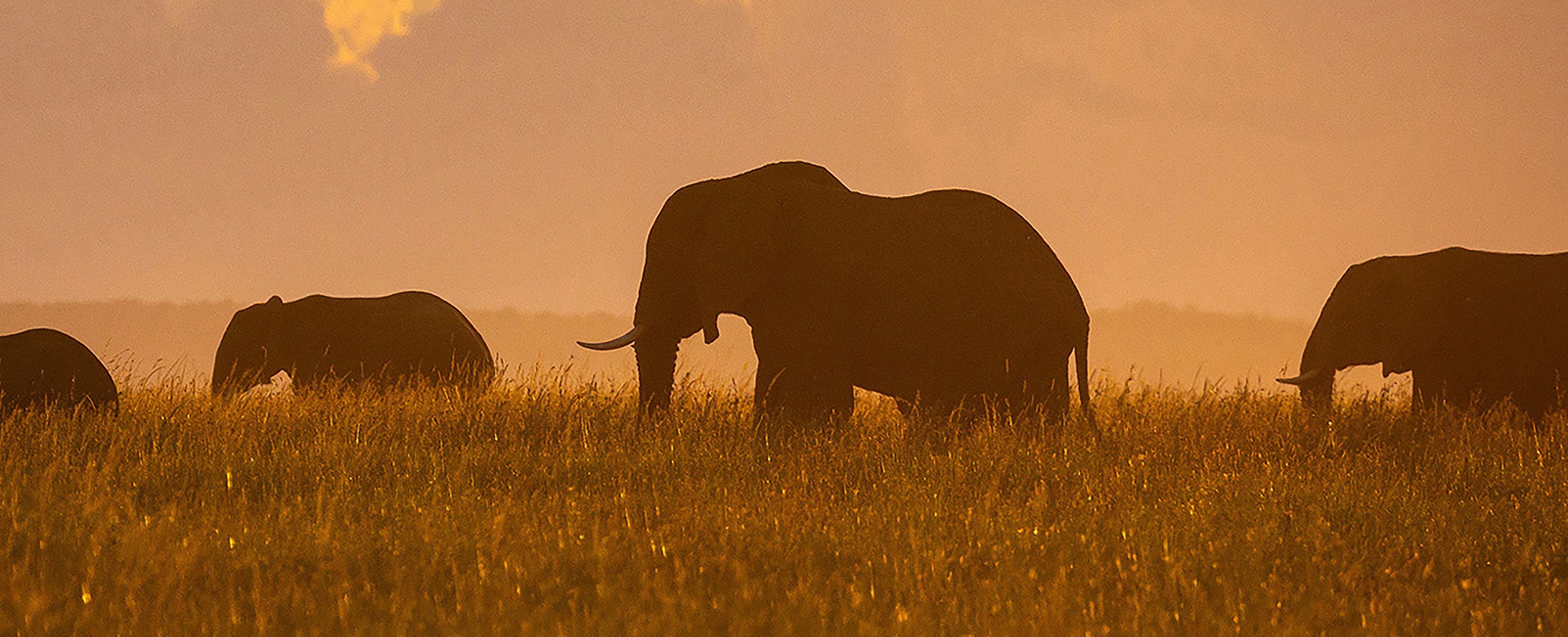World of Wildlife