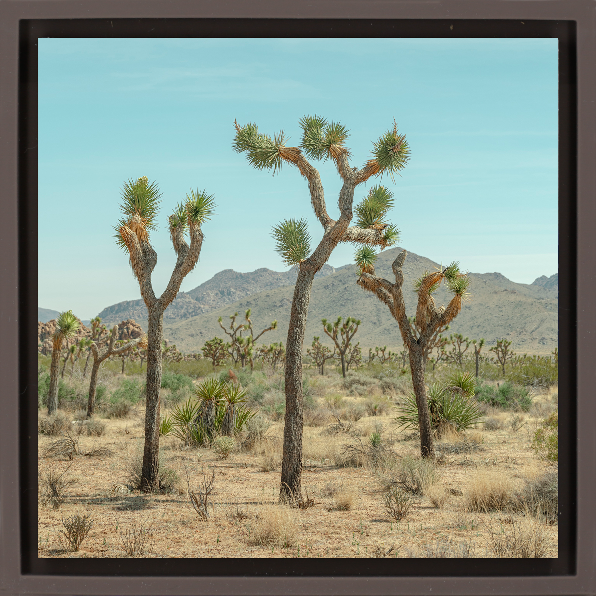 Joshua Tree - Bruine Wrapp