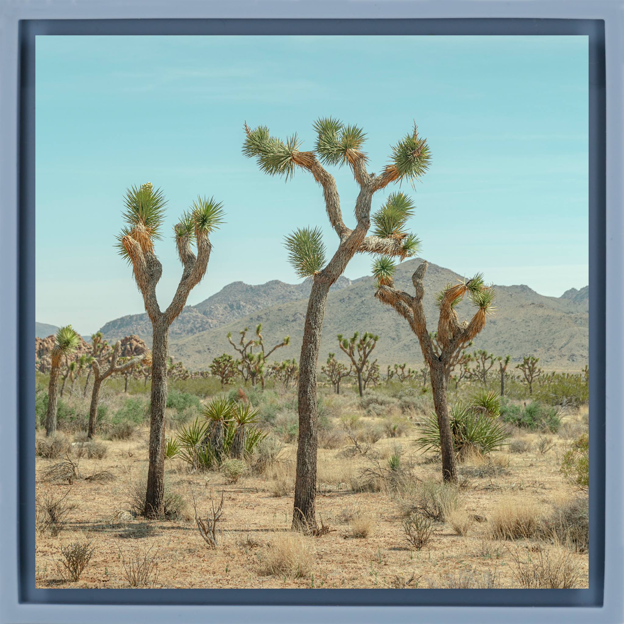 Joshua Tree - Lichtblauwe Wrapp