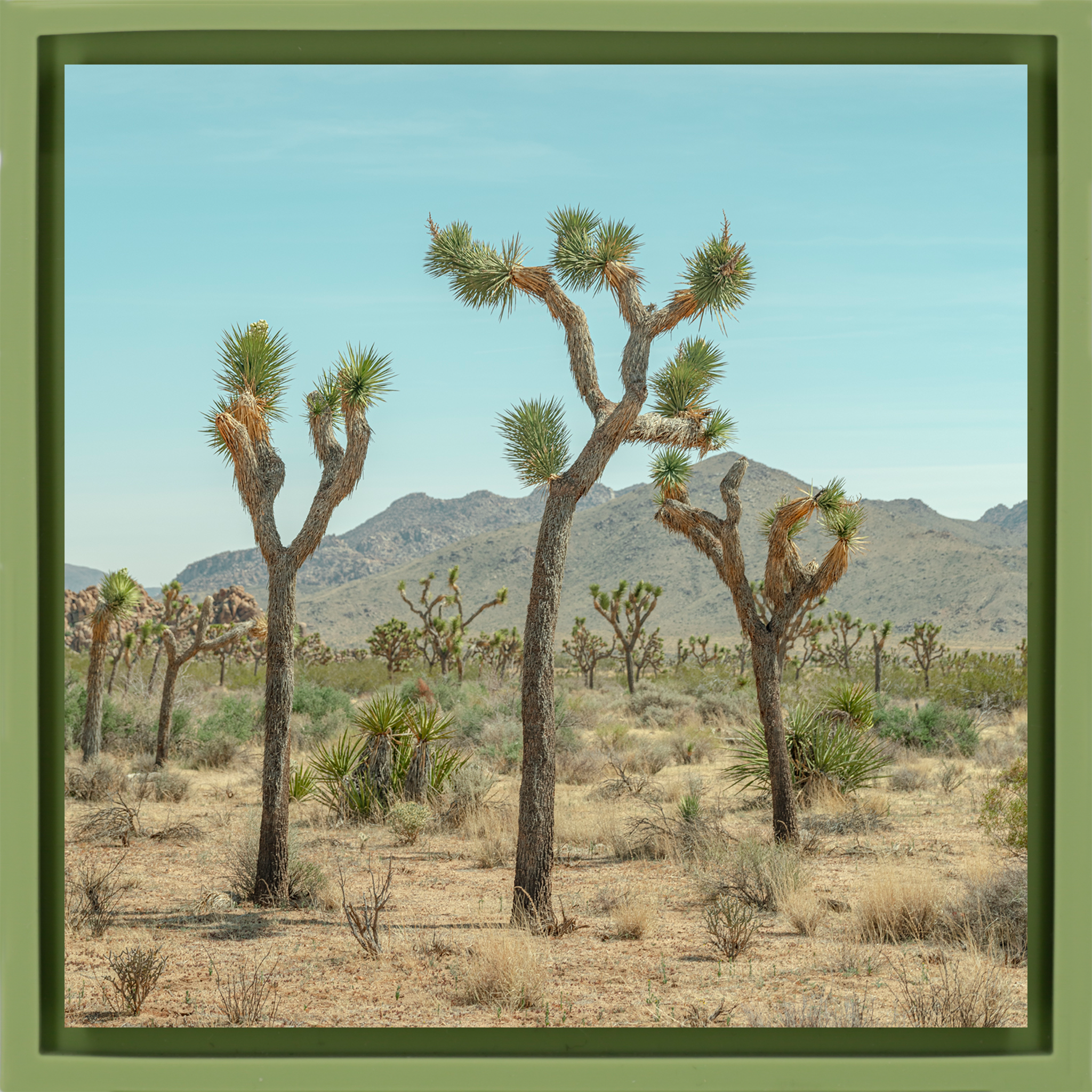 Joshua Tree - Lichtgroene Wrapp