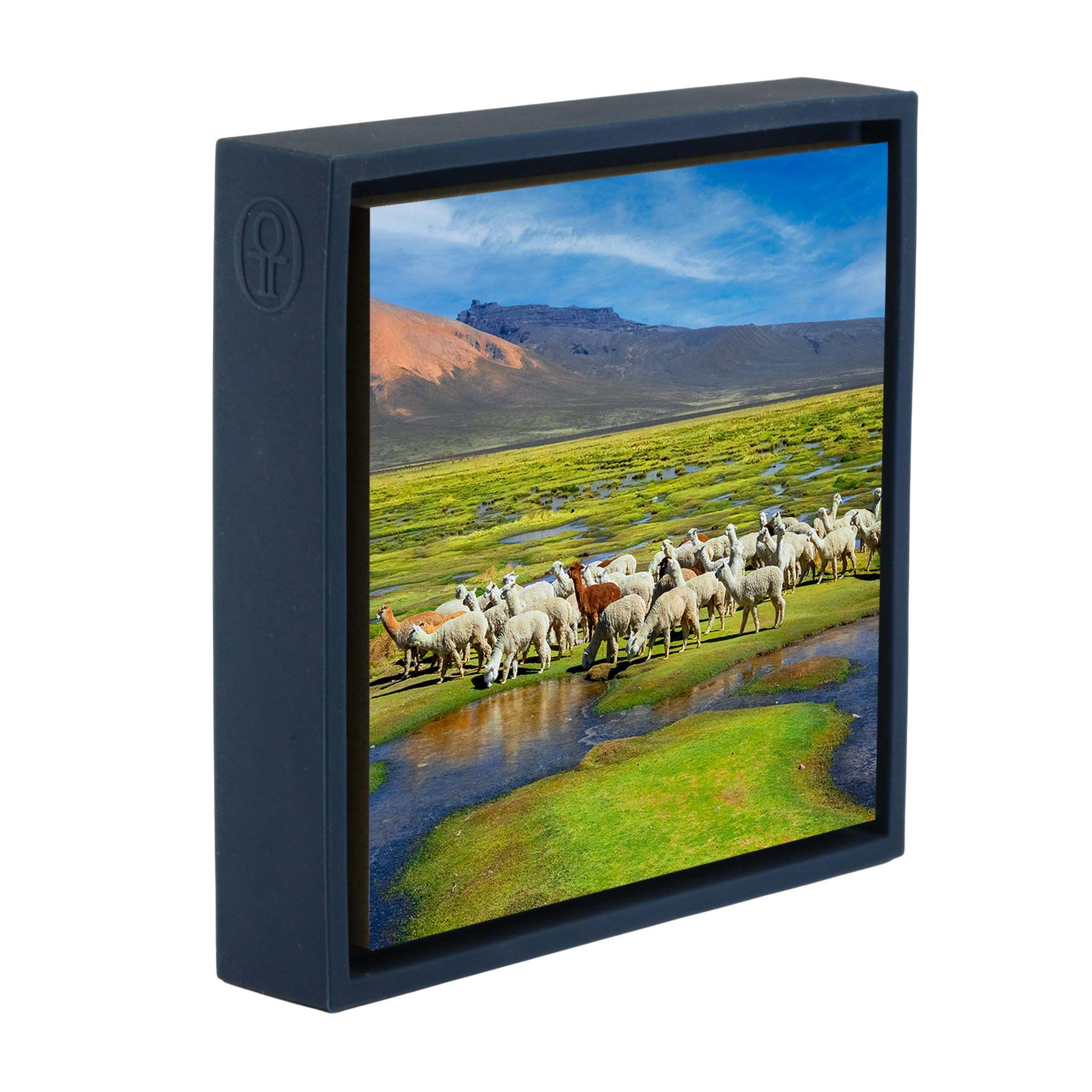 Alpacas - Donkerblauwe Wrapp