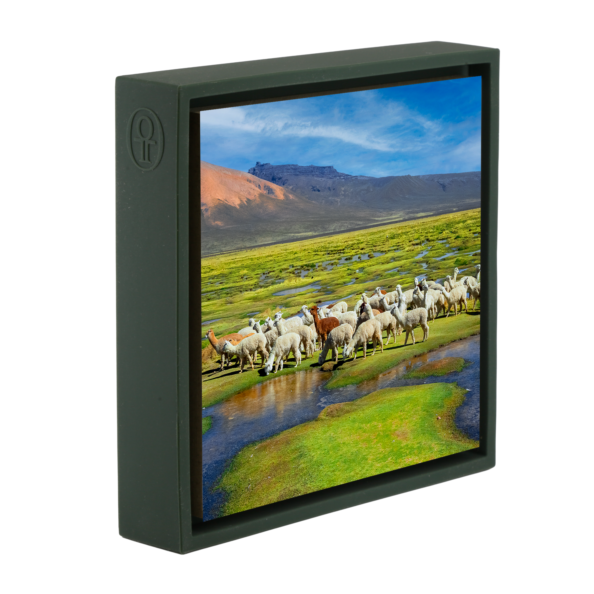 Alpacas - Donkergroene Wrapp