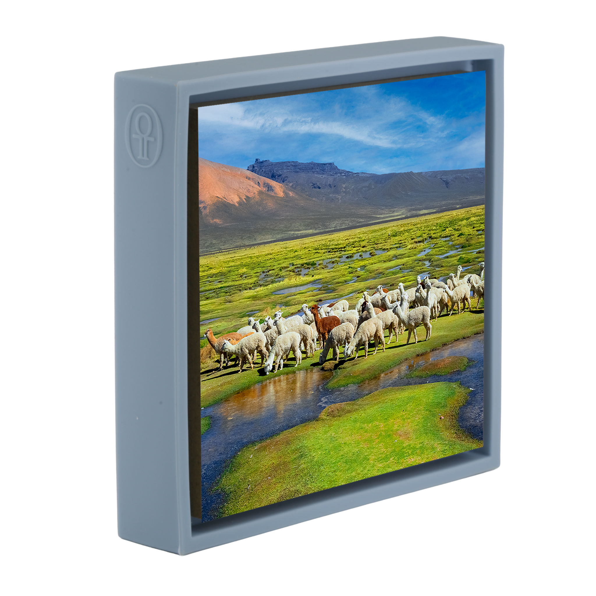 Alpacas - Lichtblauwe Wrapp