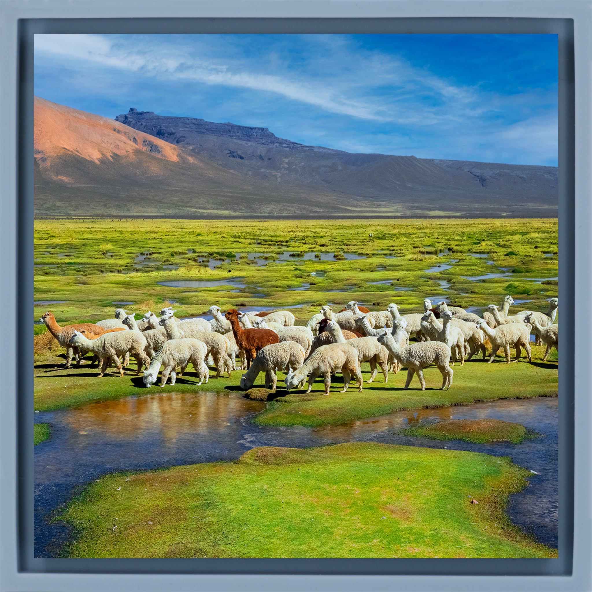 Alpacas - Lichtblauwe Wrapp