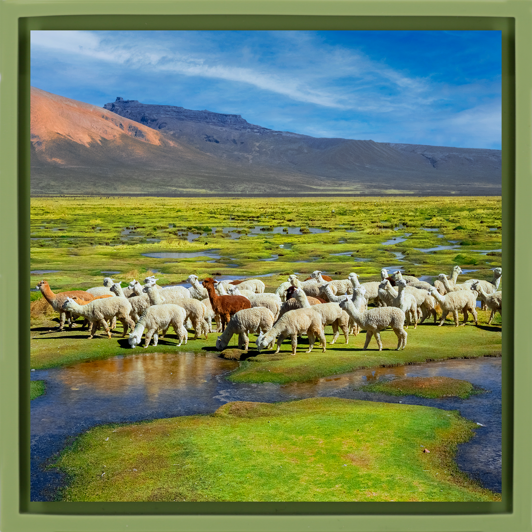 Alpacas - Lichtgroene Wrapp
