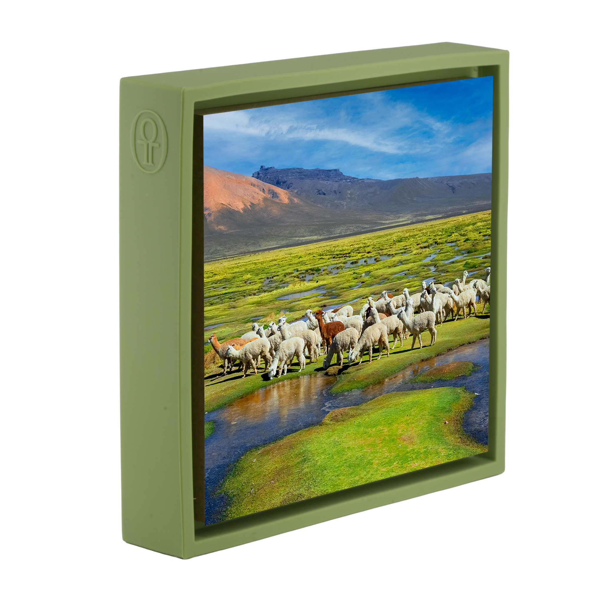 Alpacas - Lichtgroene Wrapp