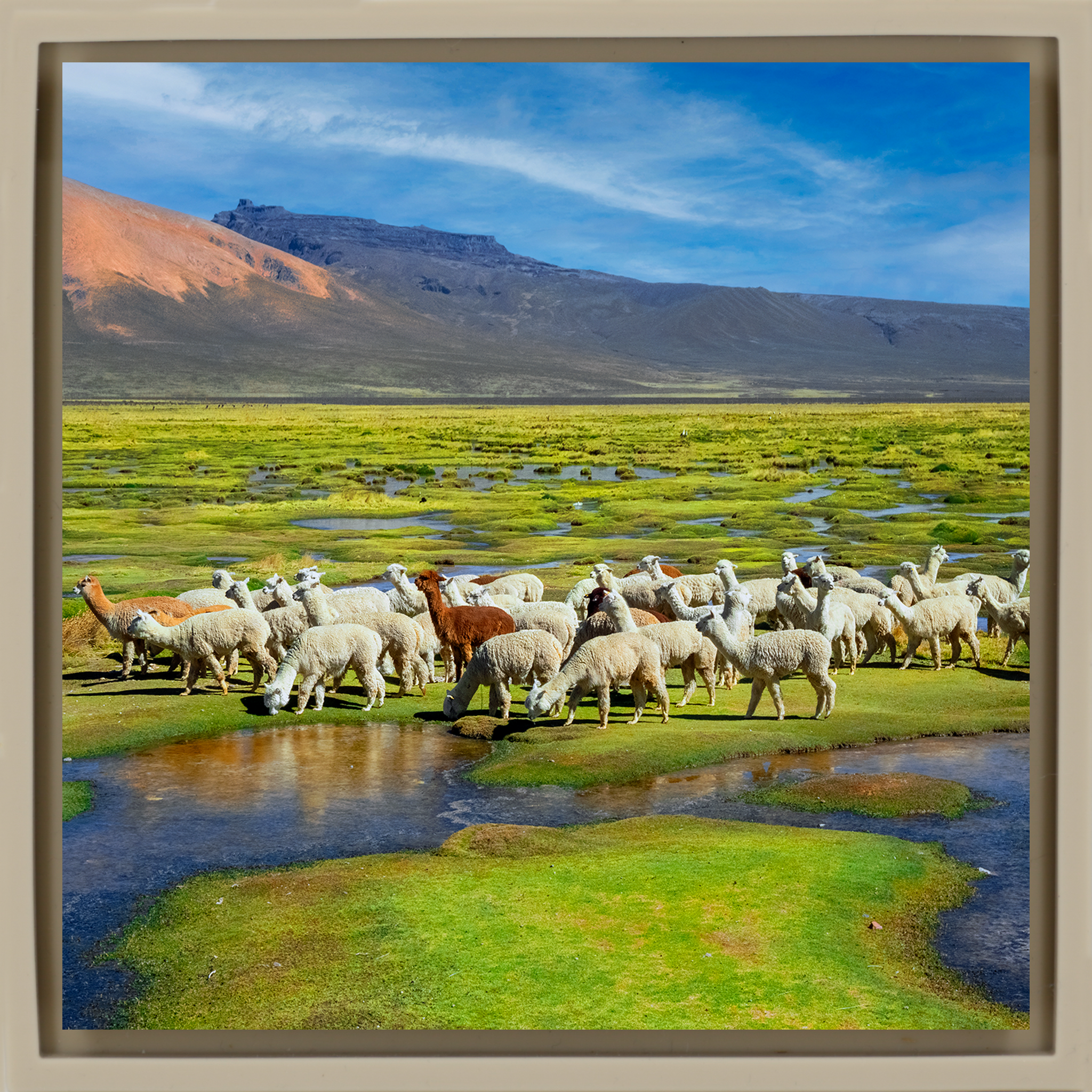 Alpacas - Zandkleurige Wrapp
