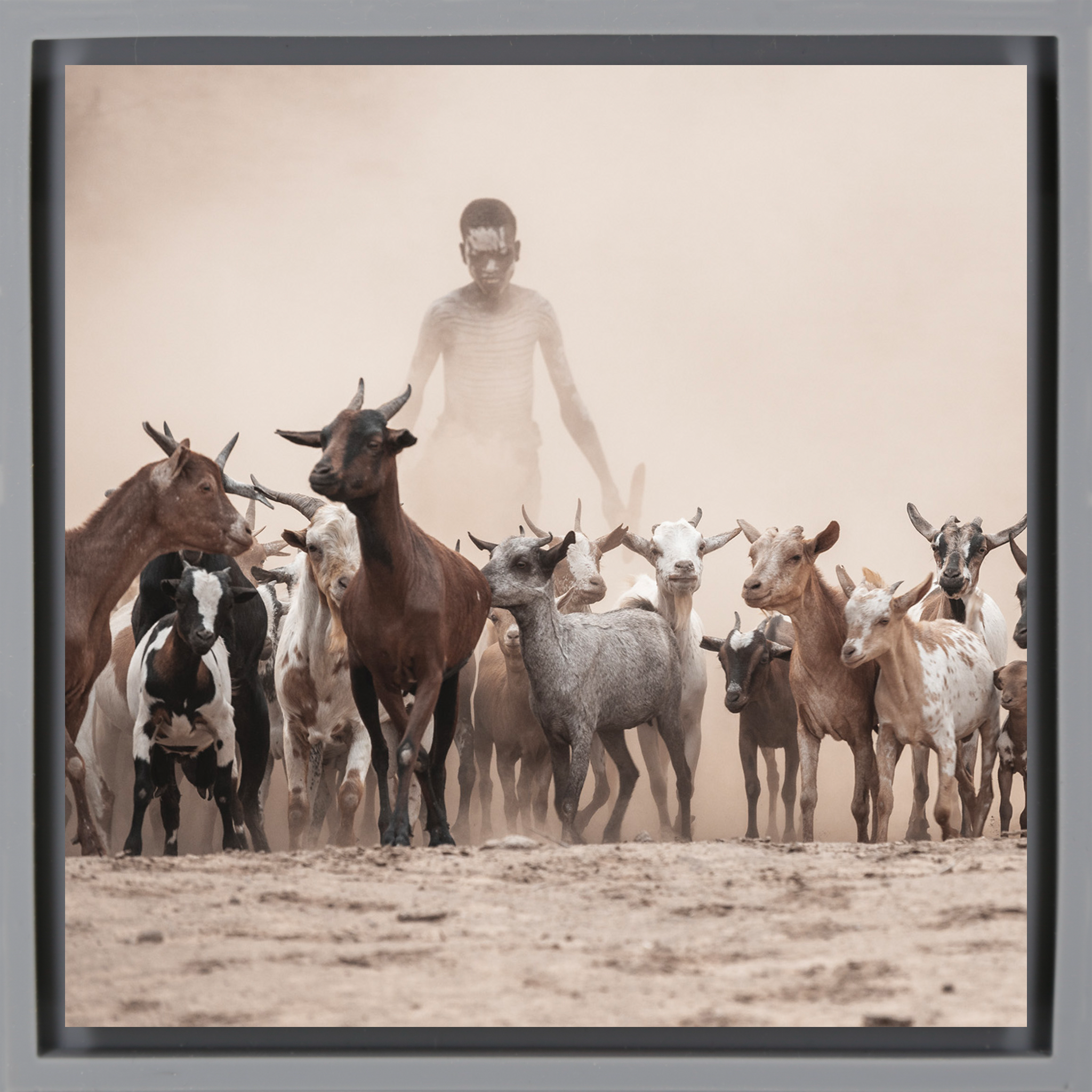 Shepperd in the Dust- Grey Wrapp