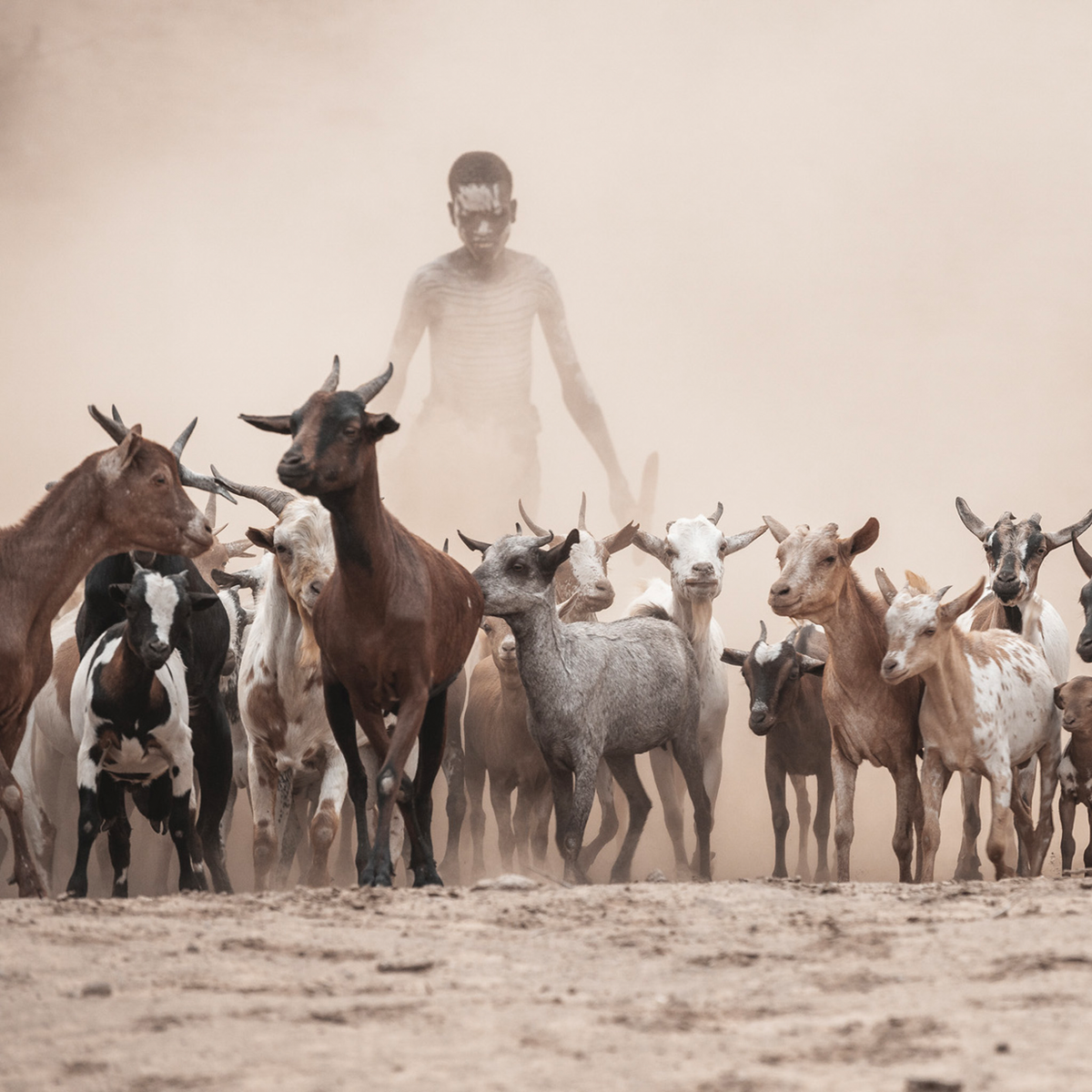 Shepperd in the Dust