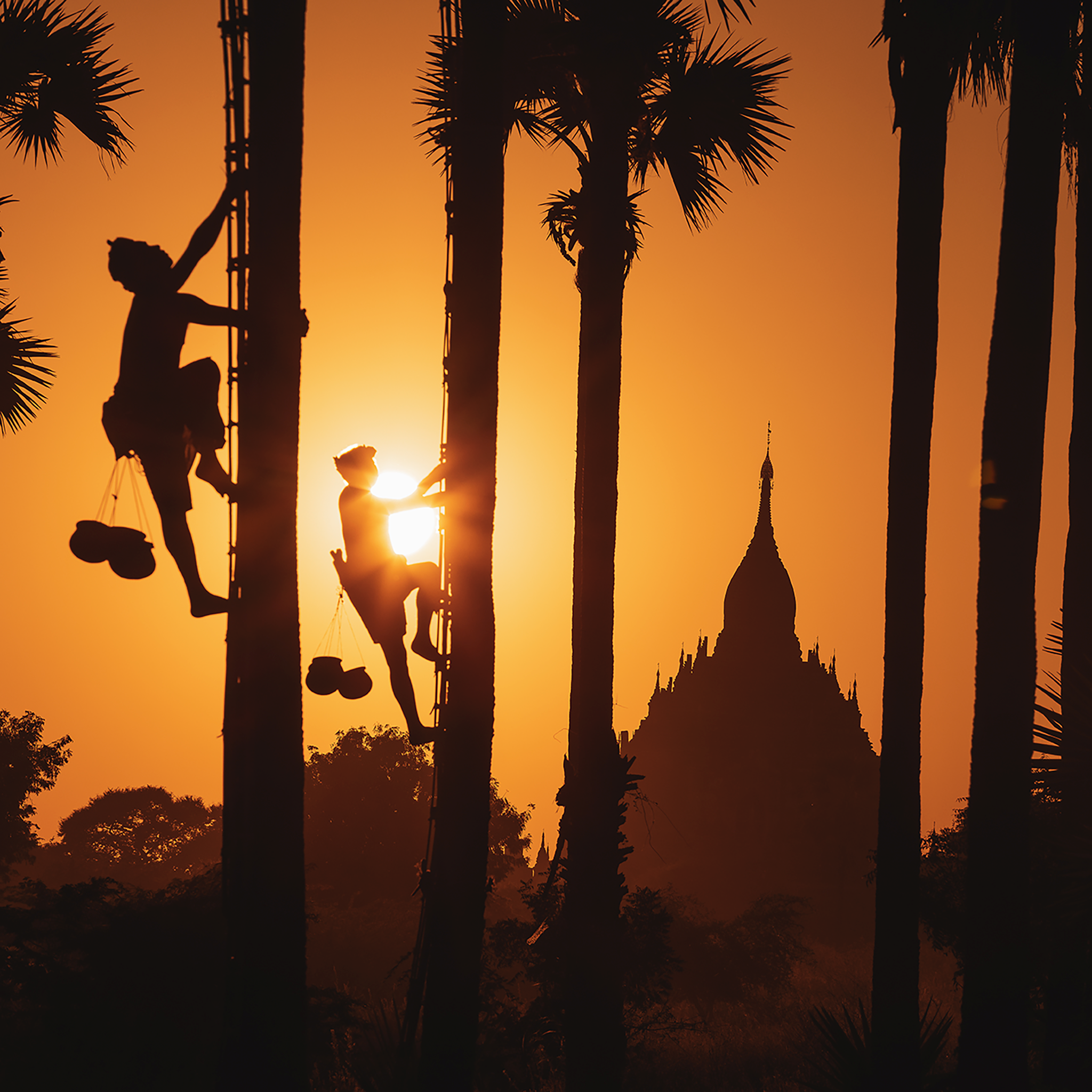 Palm Trappers Bagam- Collection: Myanmar