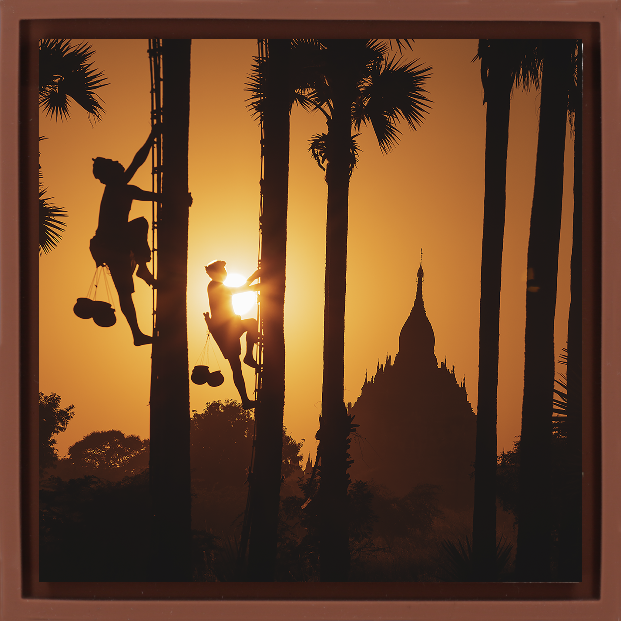 Palm Trappers Bagam- Terra Wrapp