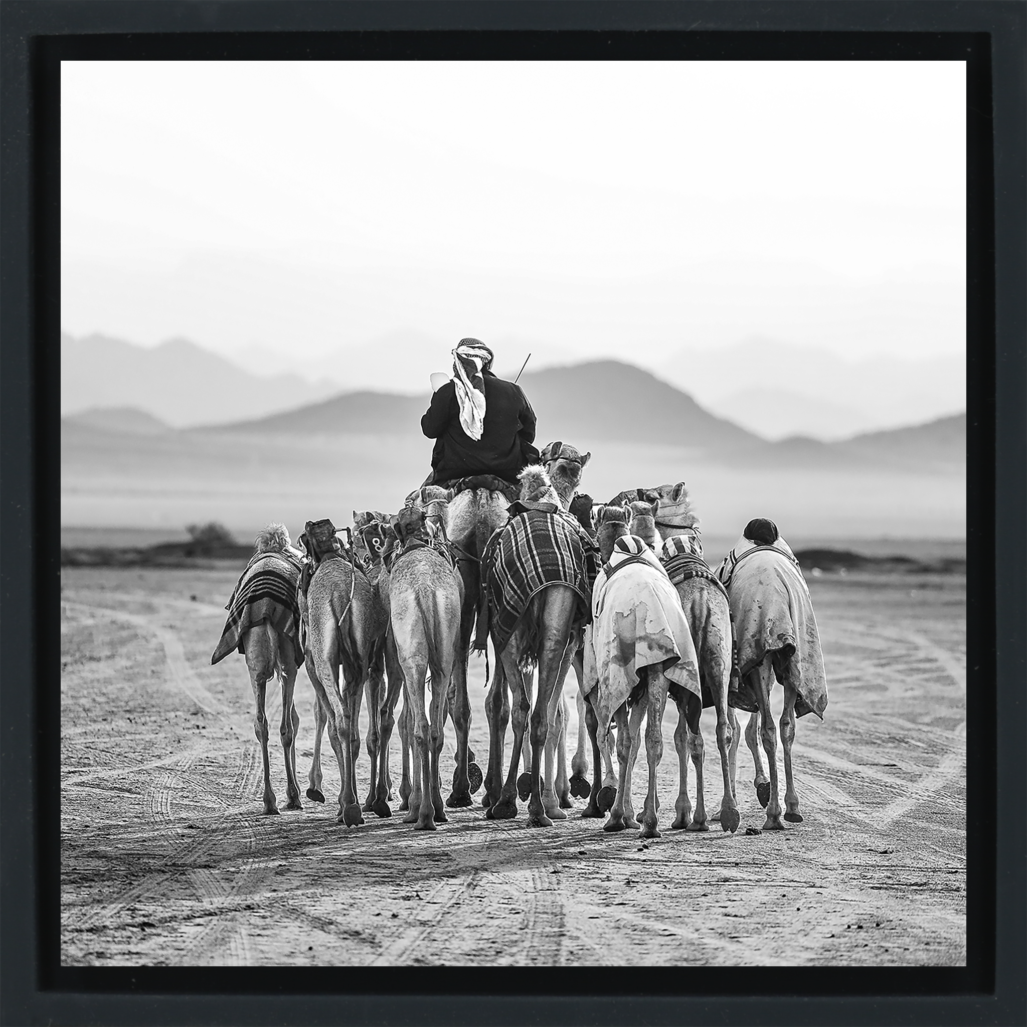 The Camel Driver- Black Wrapp
