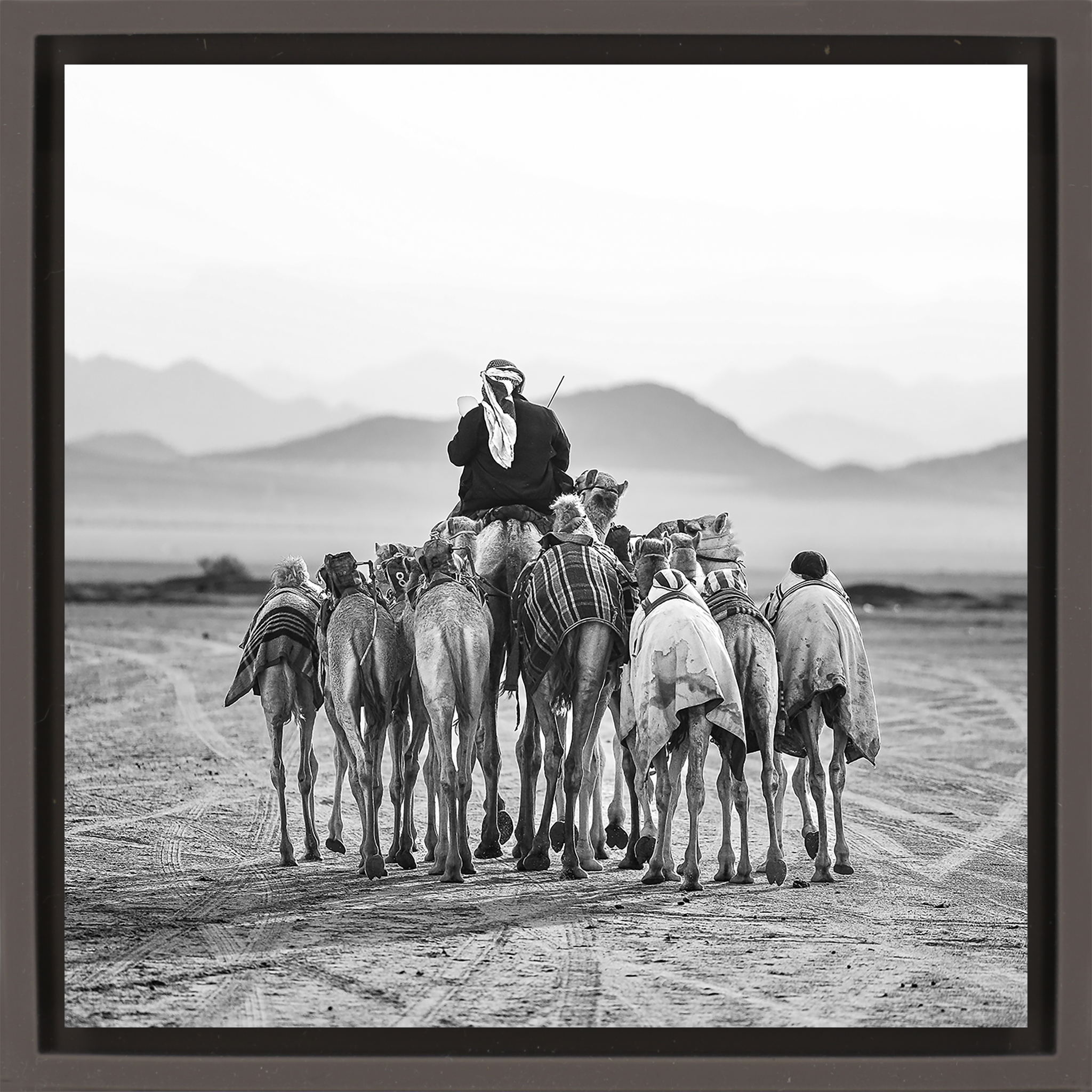 The Camel Driver- Brown Wrapp