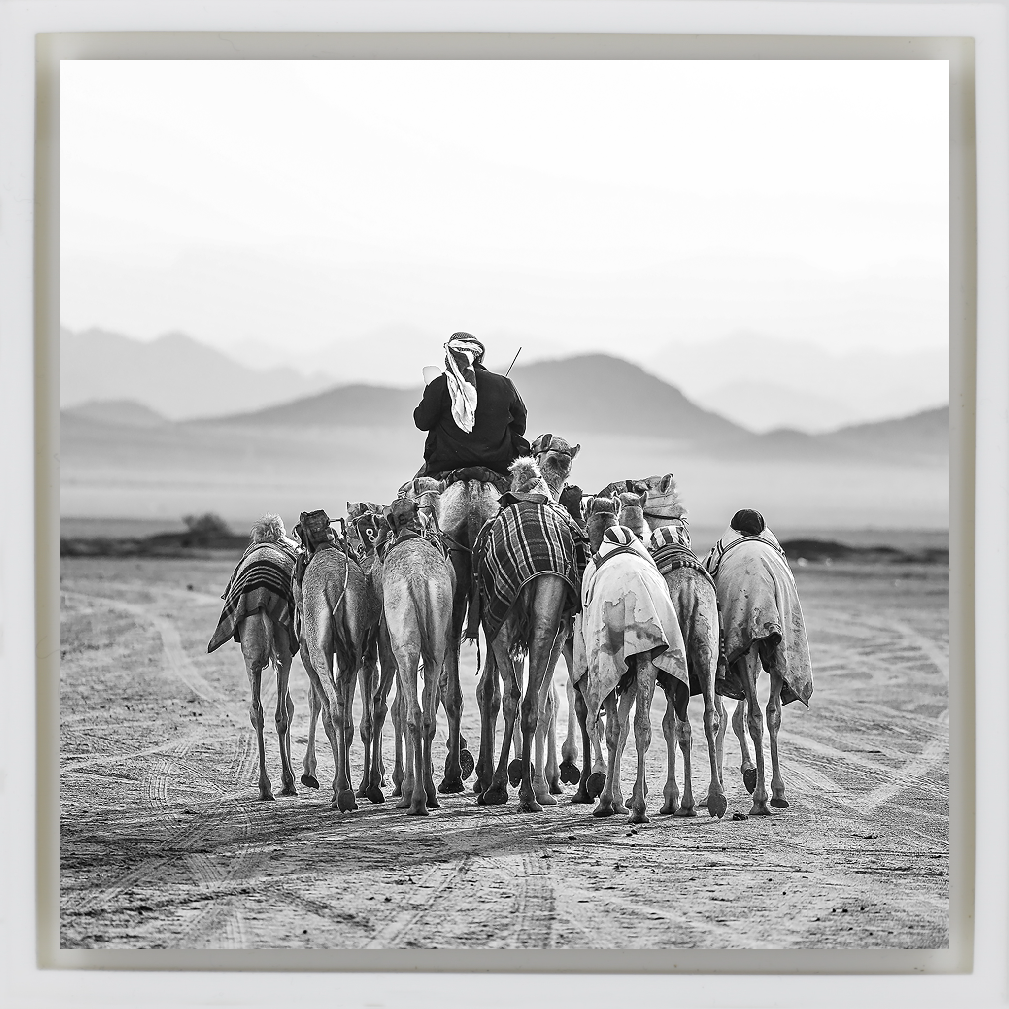 The Camel Driver- White Wrapp