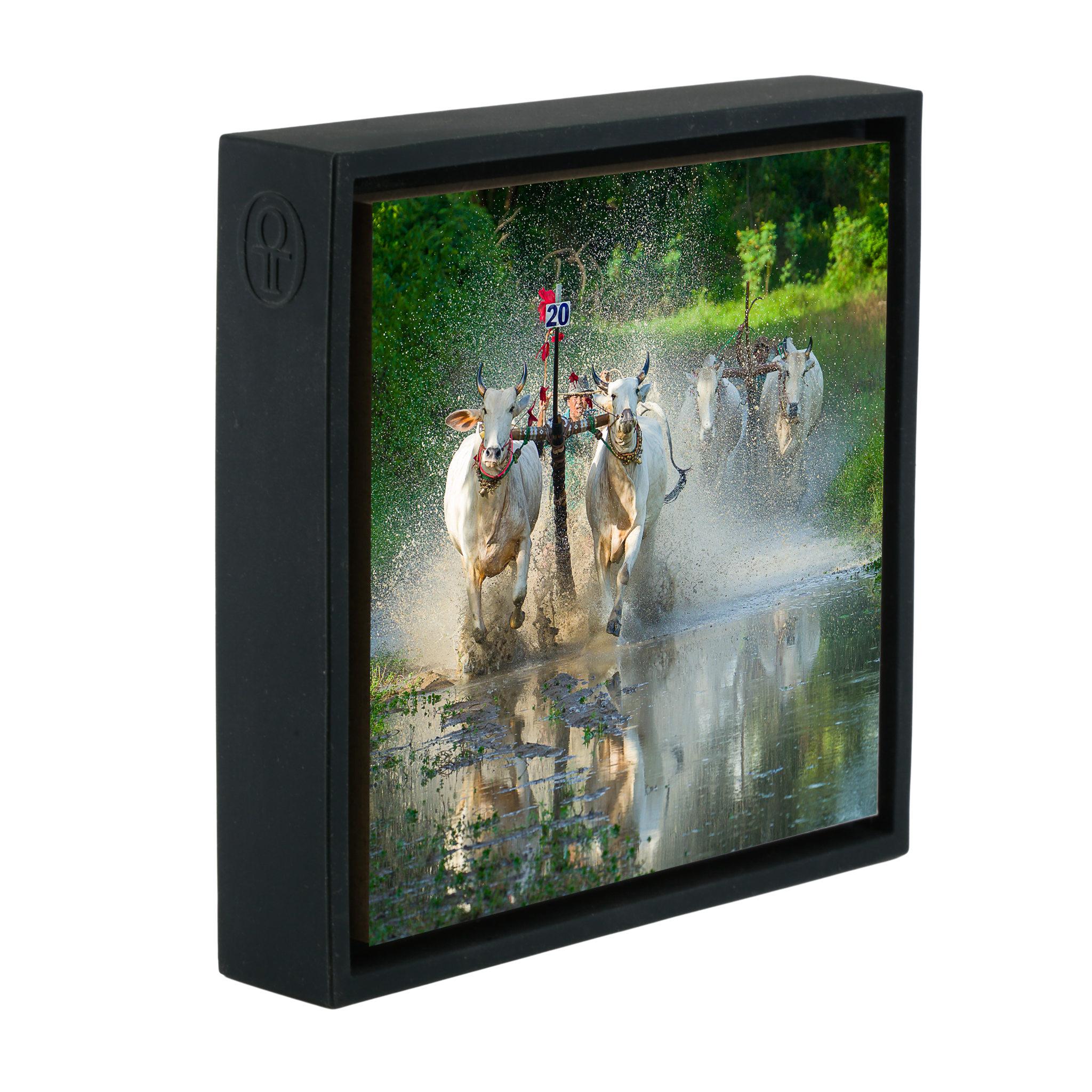 Water Buffalo Racing - Zwarte Wrapp