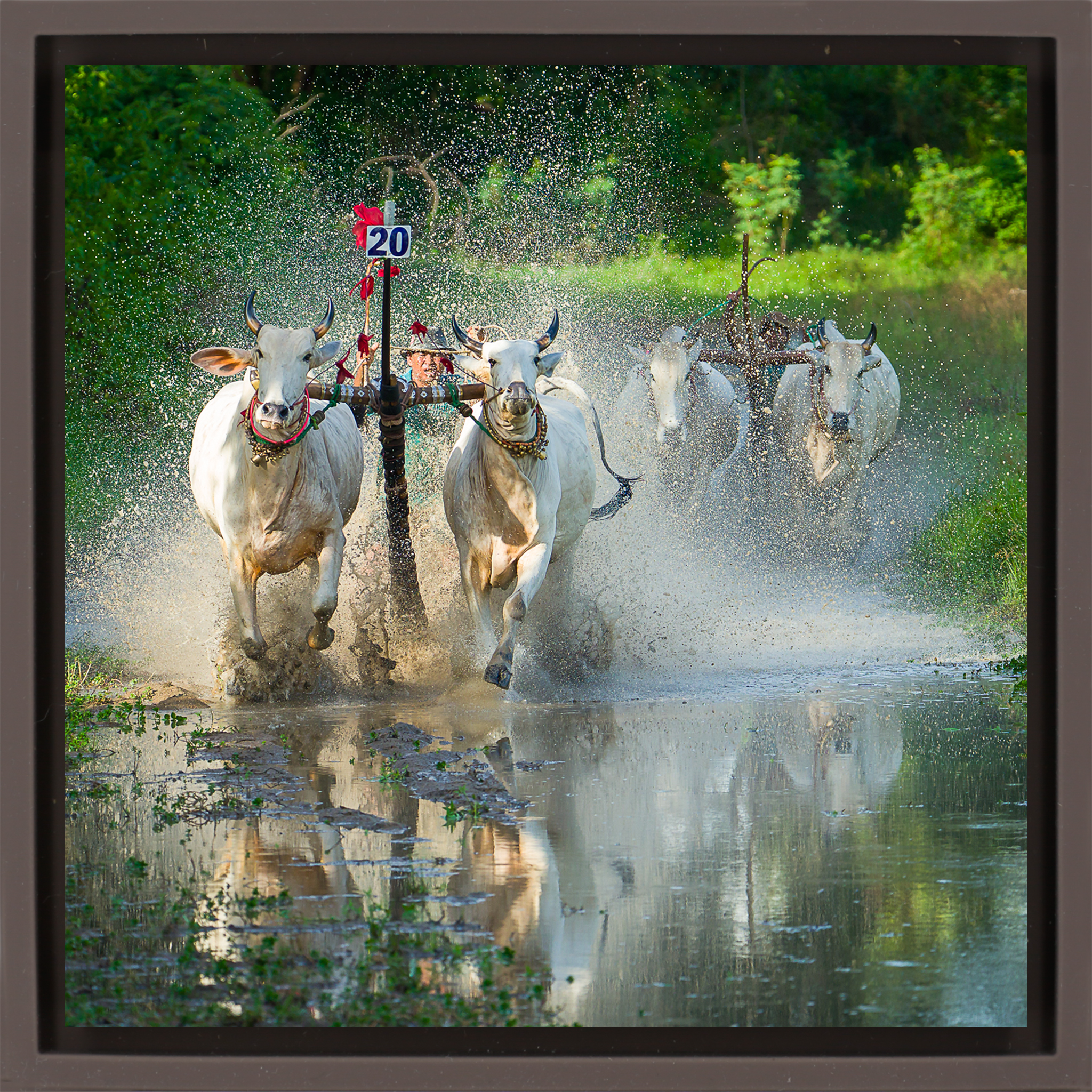 Water Buffalo Racing - Bruine Wrapp