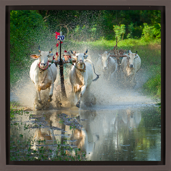 Water Buffalo Racing - Brown Wrapp