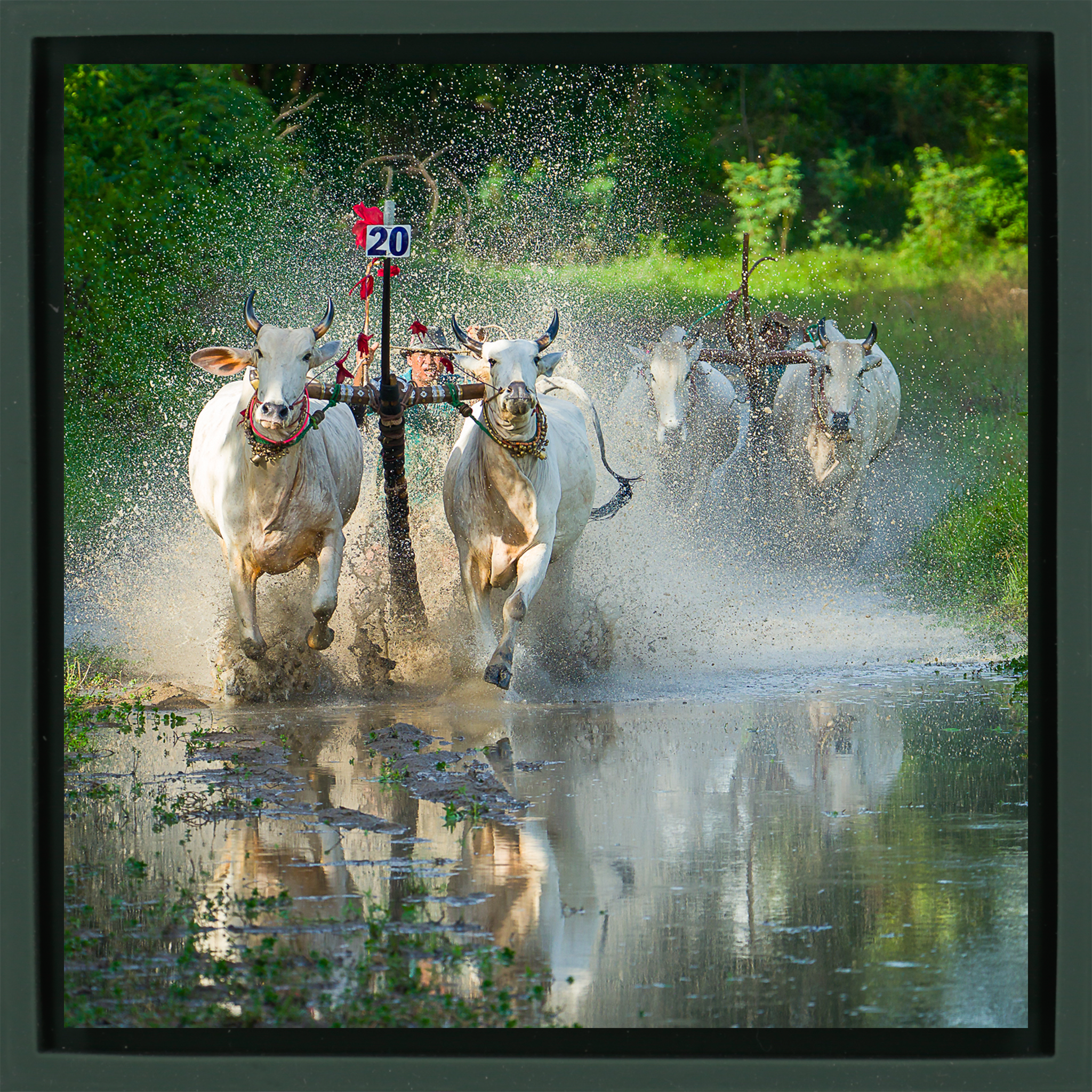 Water Buffalo Racing - Donkergroene Wrapp