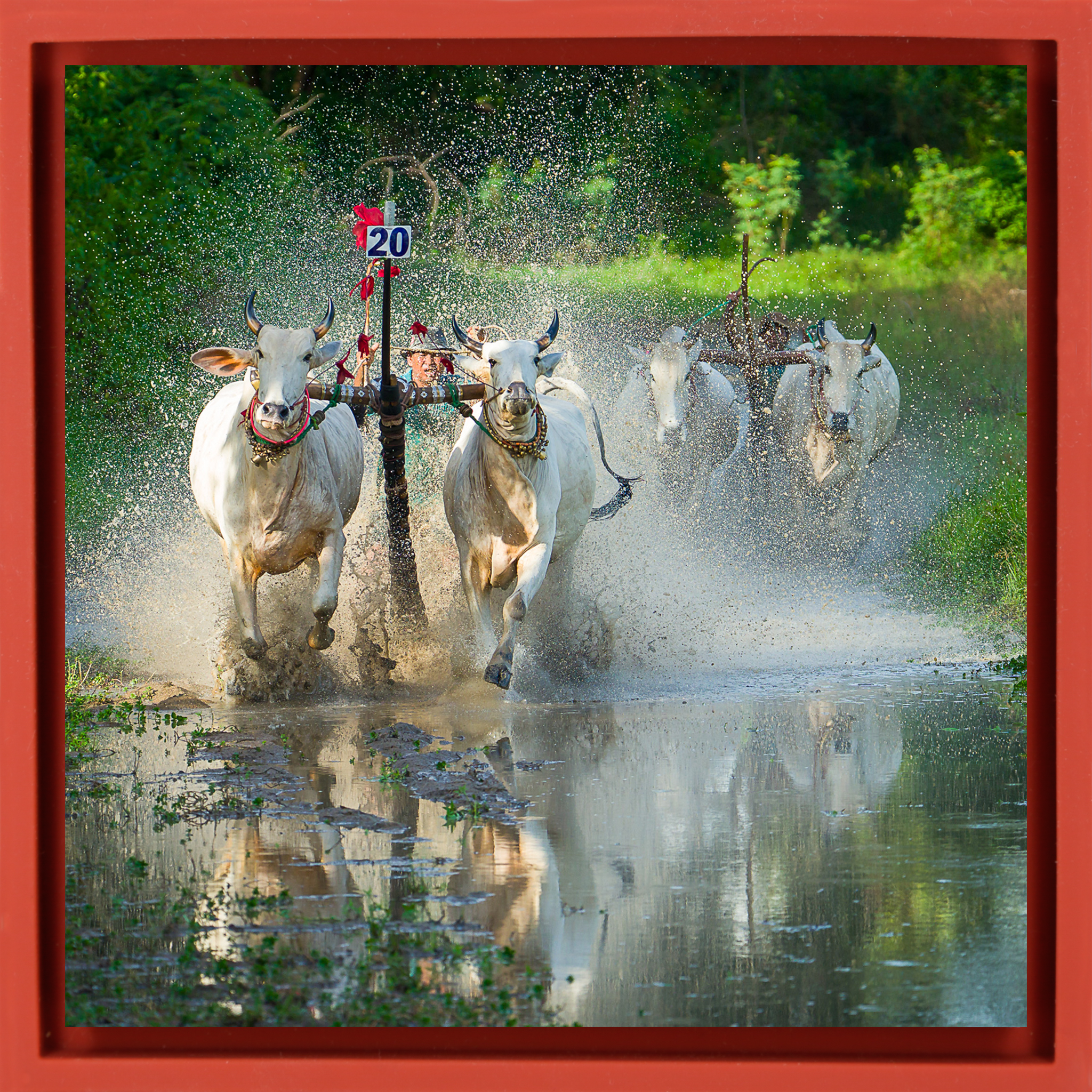 Water Buffalo Racing - Rode Wrapp