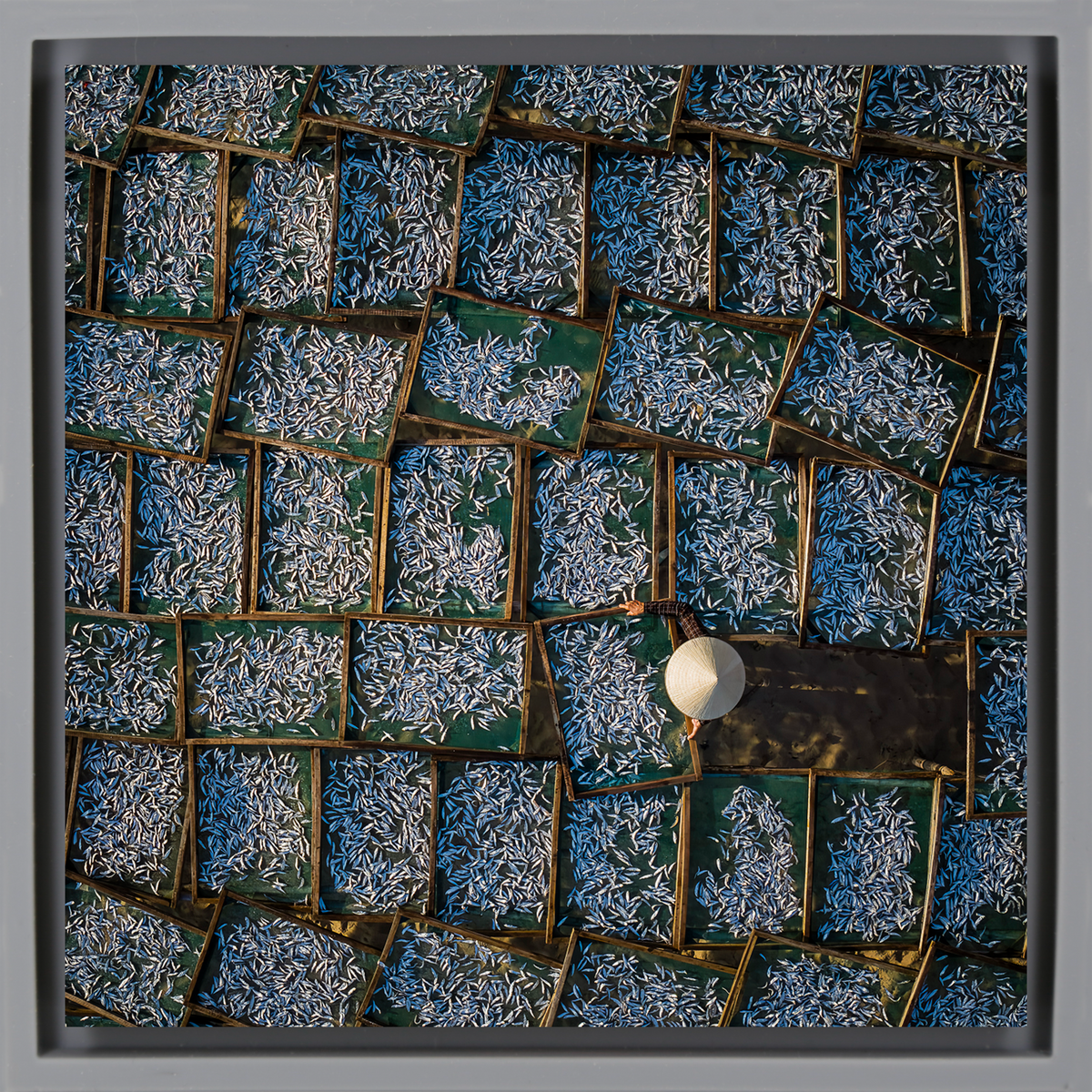 Silver Harvest