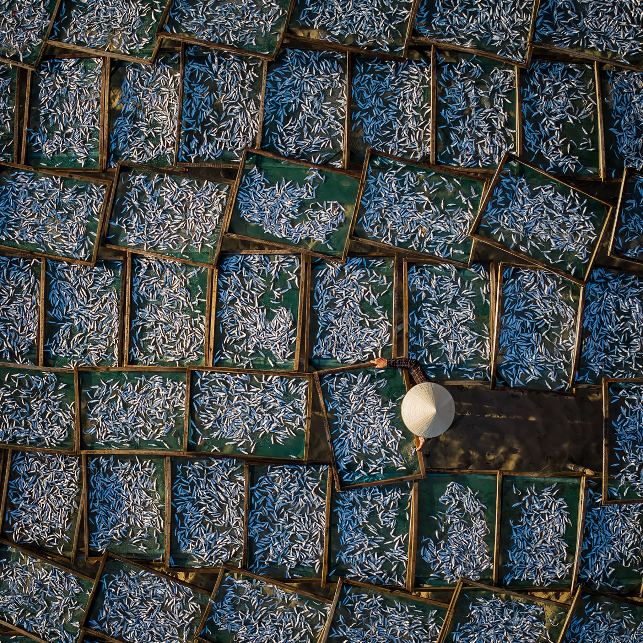 Silver Harvest- Collectie: Vietnam