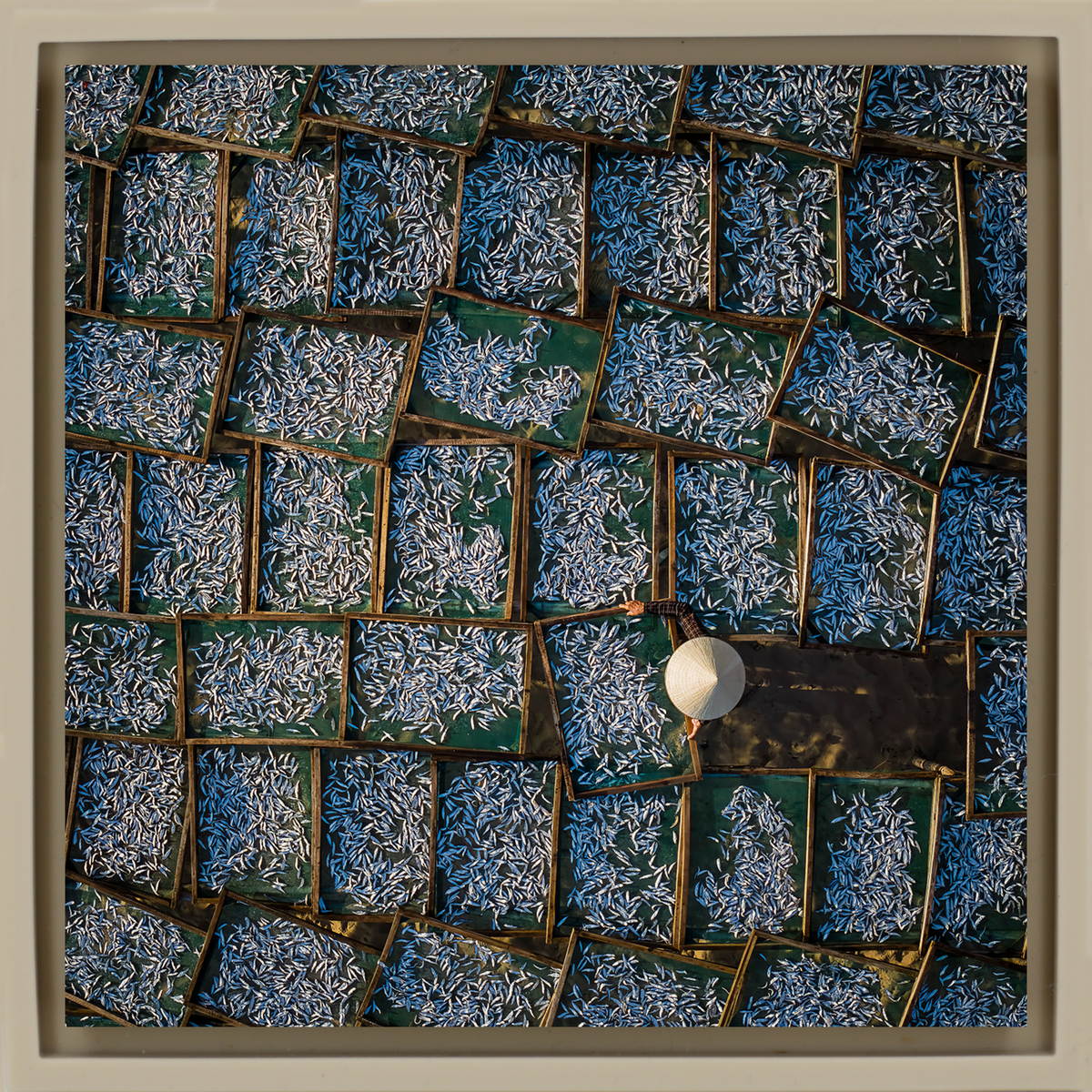Silver Harvest
