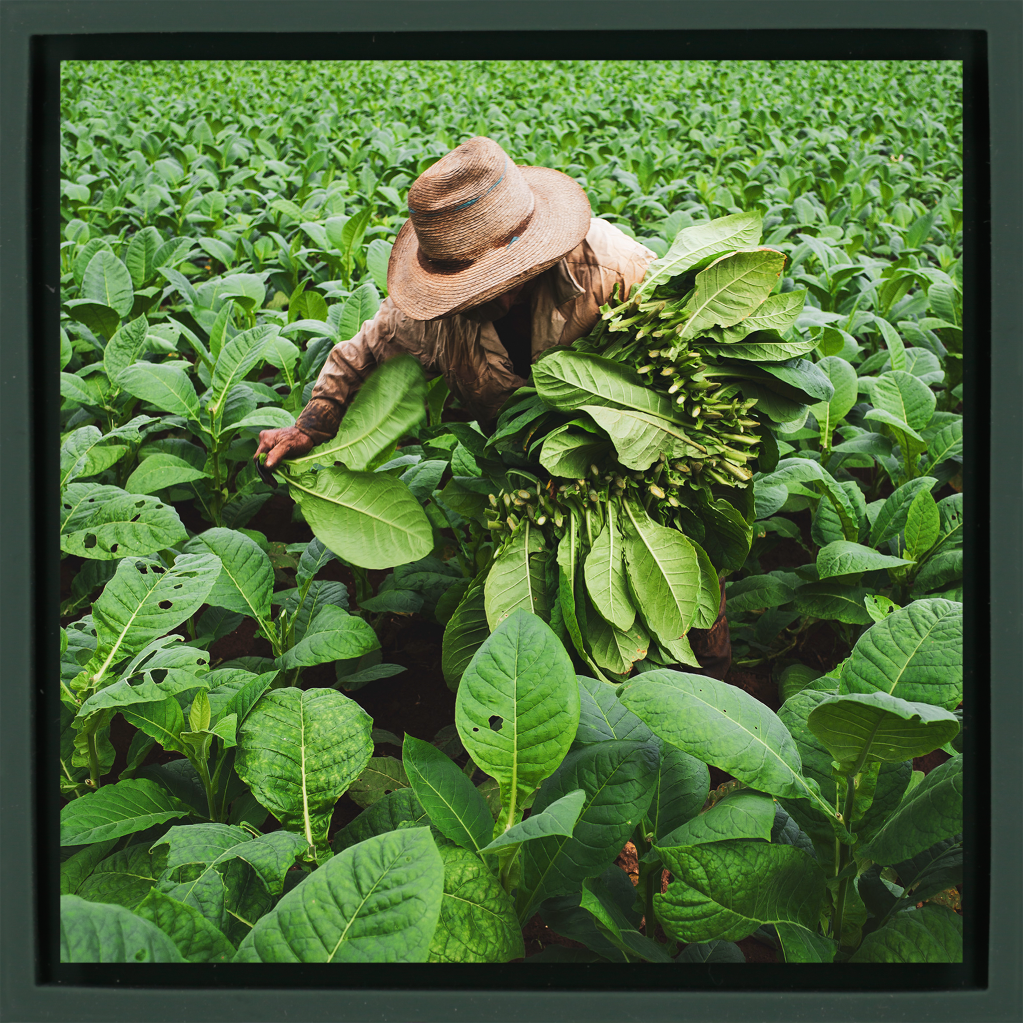 Tobacco Harvester- Dark Green Wrapp