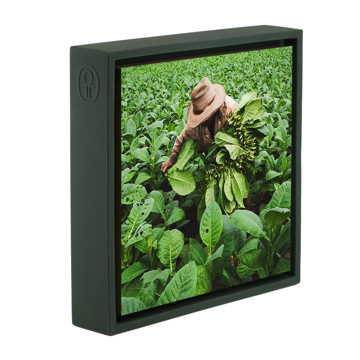 Tobacco Harvester- Dark Green Wrapp