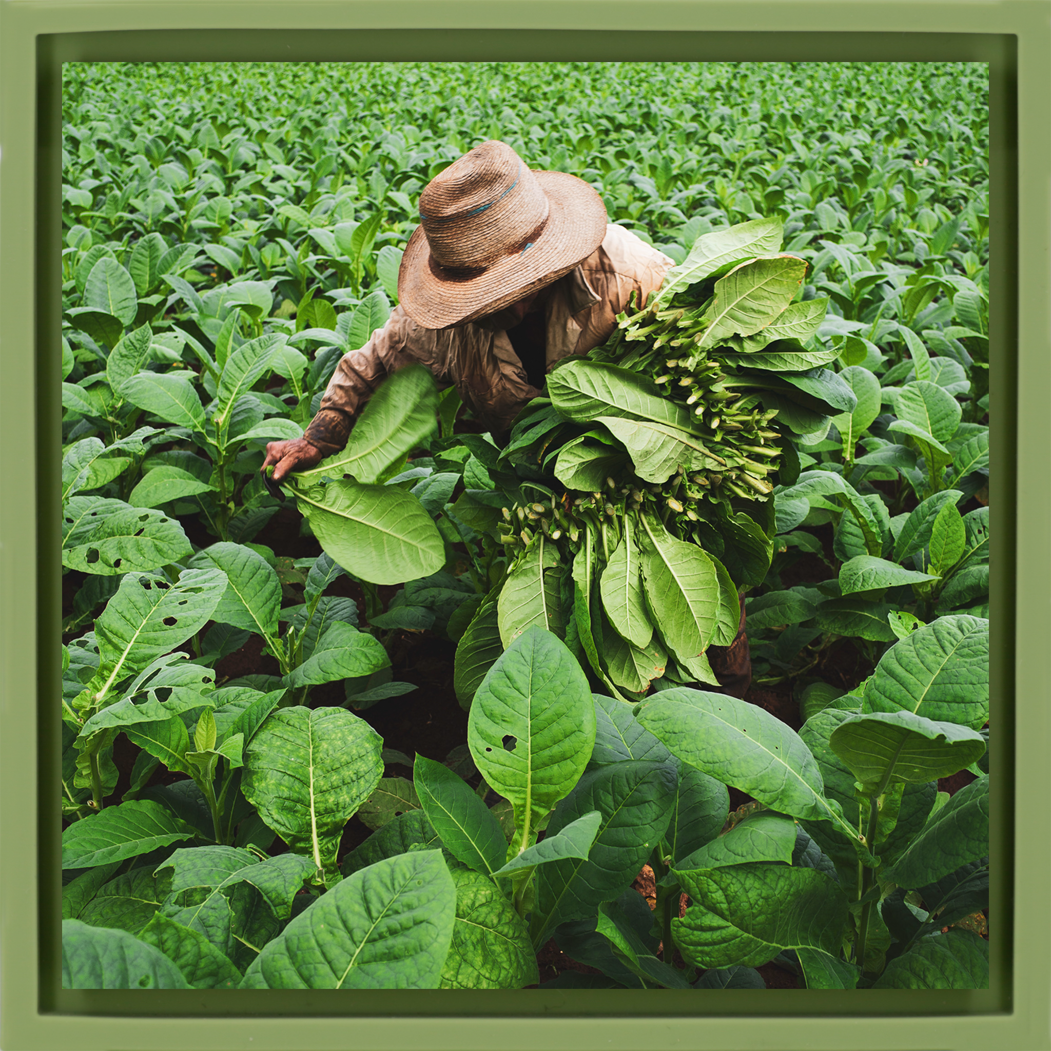 Tobacco Harvester- Light Green Wrapp