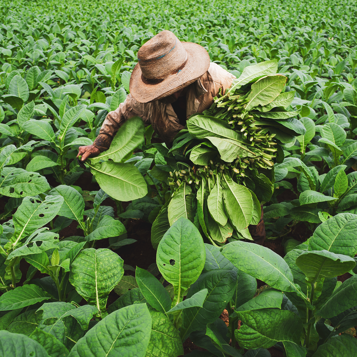 Tobacco Harvester