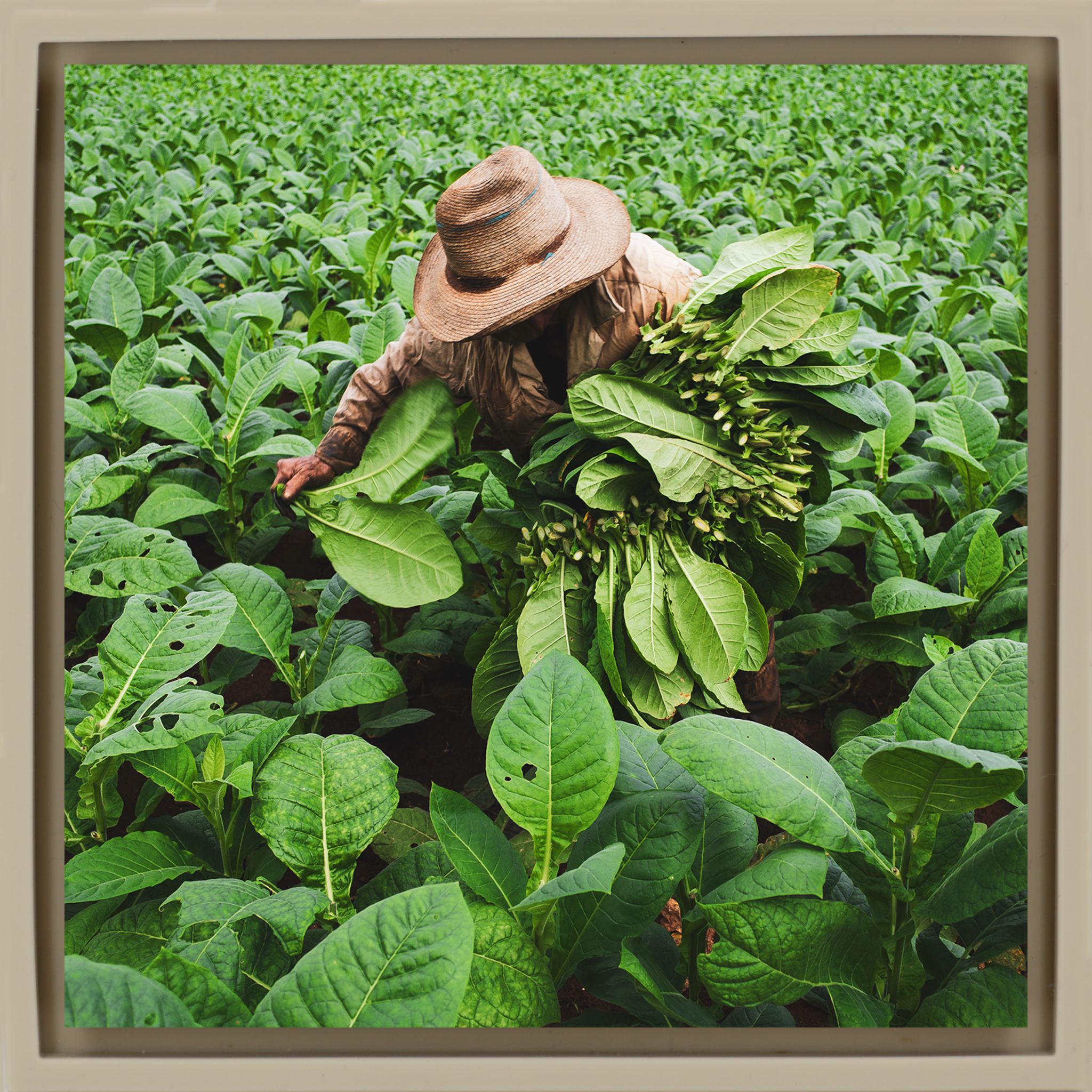 Tobacco Harvester- Sand Wrapp