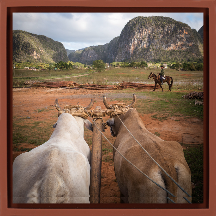 Rural Life - Terra Wrapp