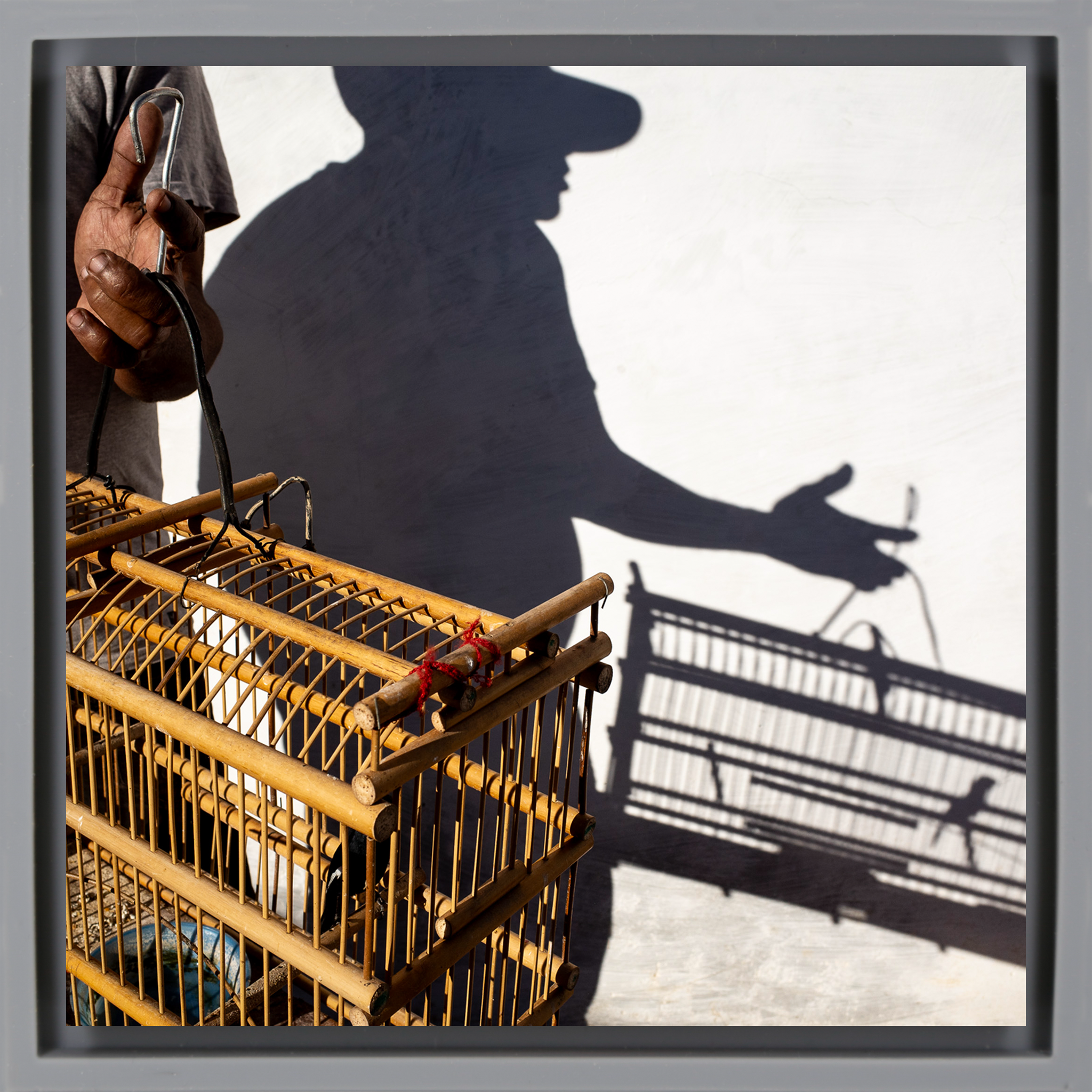 Birds, A Cuban Passion - Grijze Wrapp
