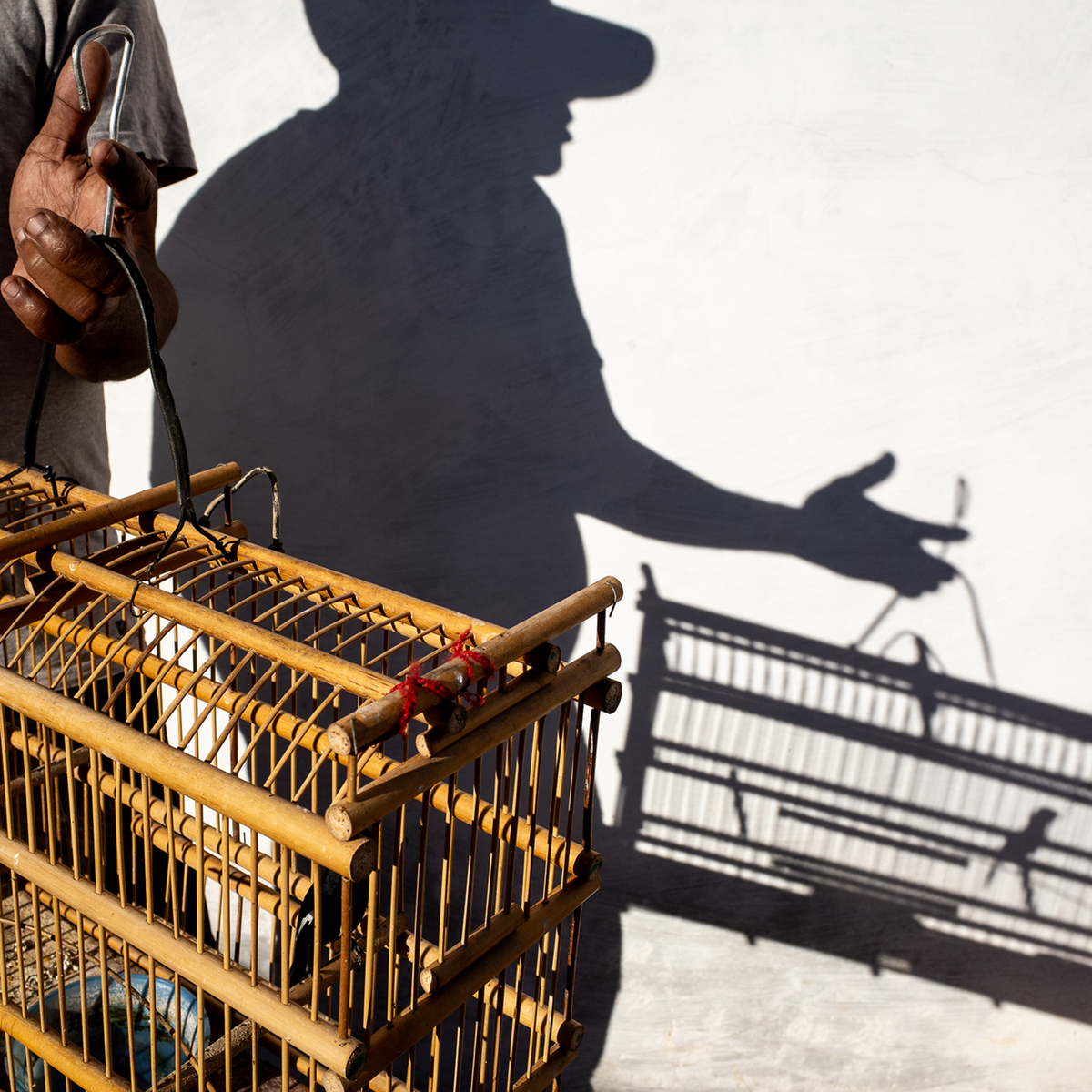 Birds, A Cuban Passion
