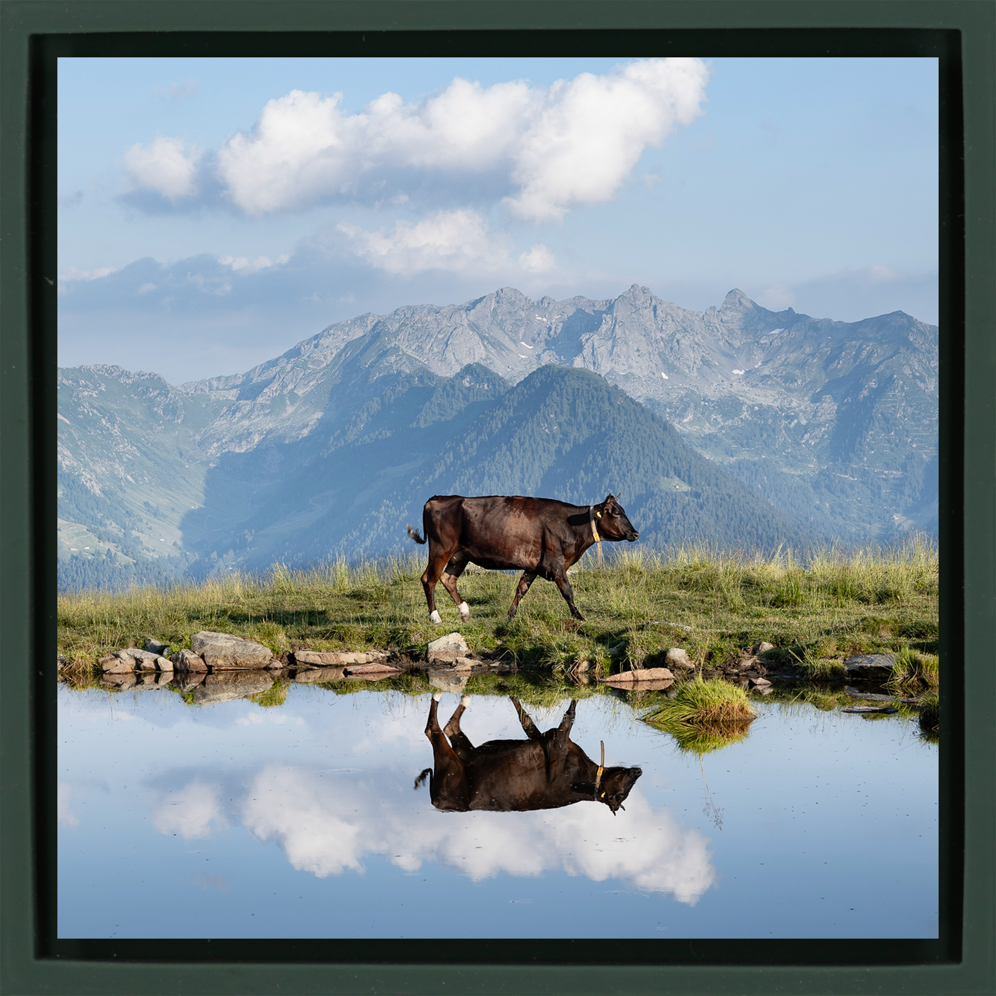 Cow Above the Clouds- Dark Green Wrapp