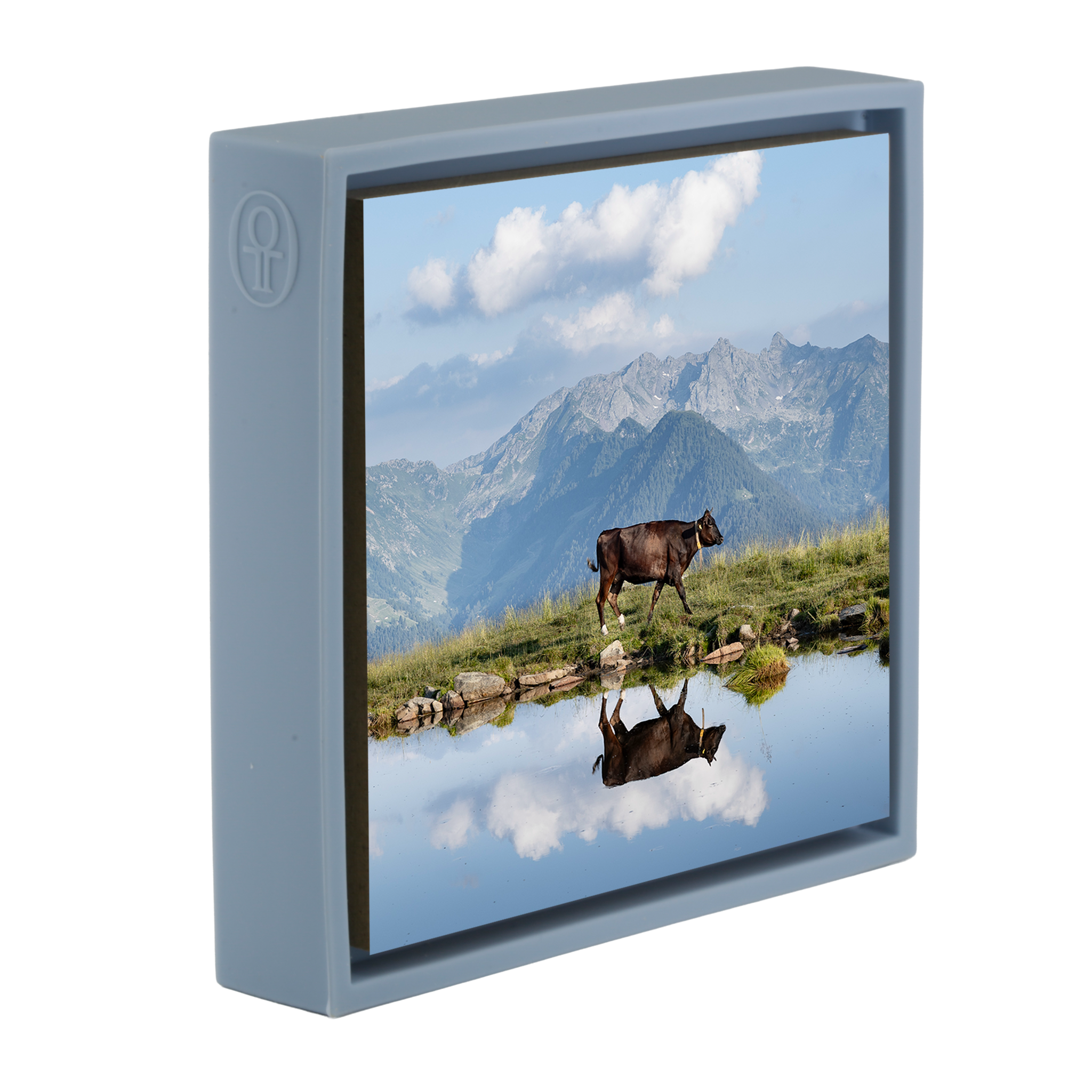 Cow Above the Clouds- Light Blue Wrapp