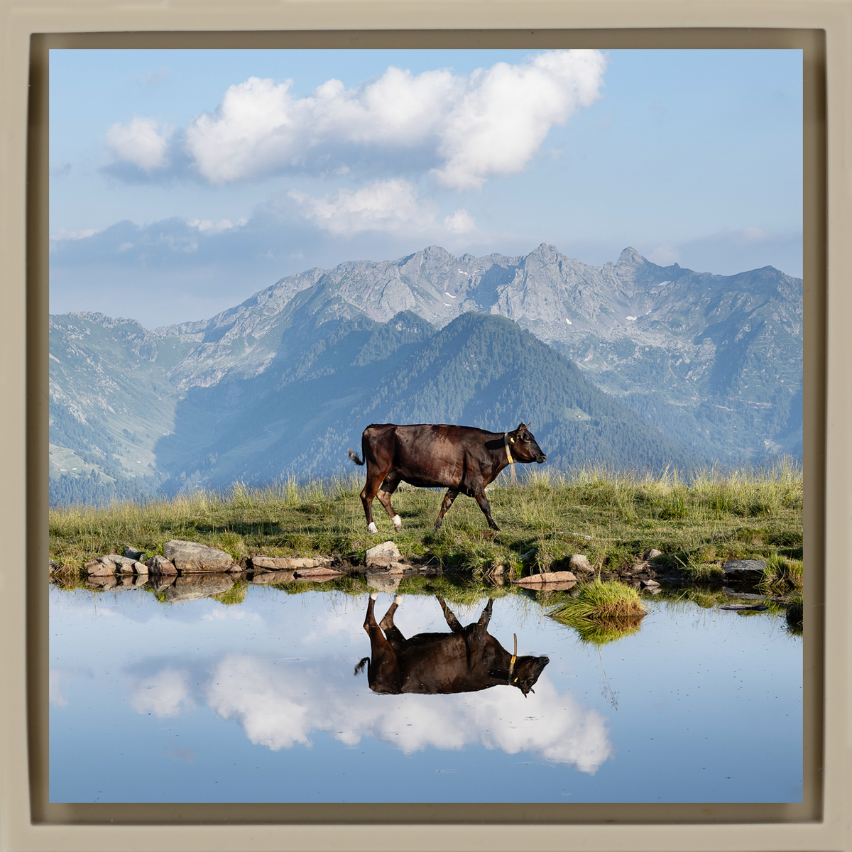 Cow Above the Clouds