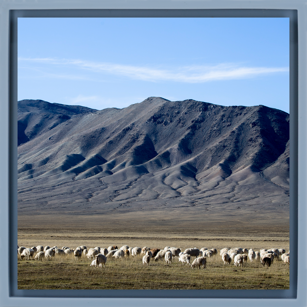 Cashmere Goats Grazing