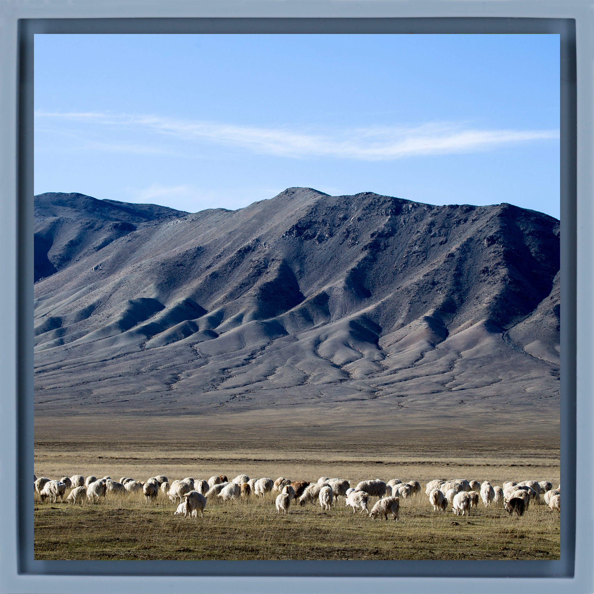 Cashmere Goats Grazing- Light Blue Wrapp