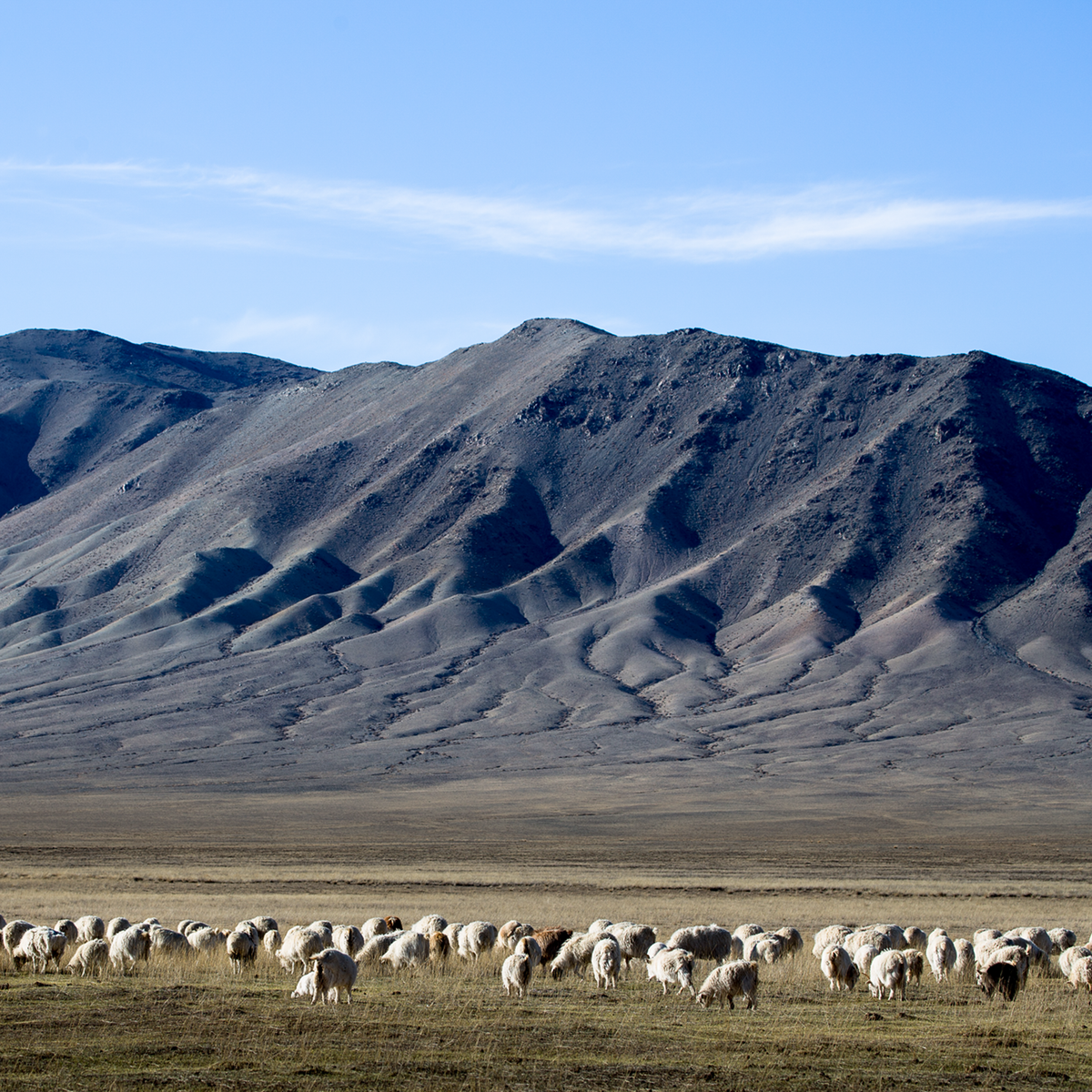 Cashmere Goats Grazing