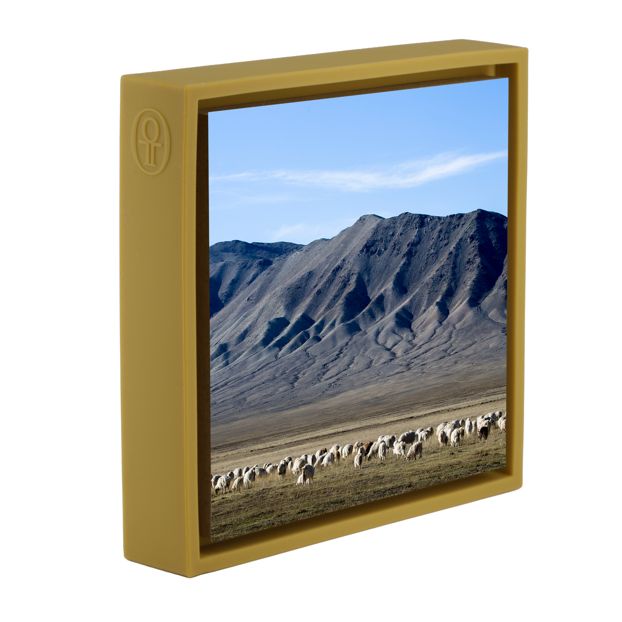 Cashmere Goats Grazing- Ochre Wrapp