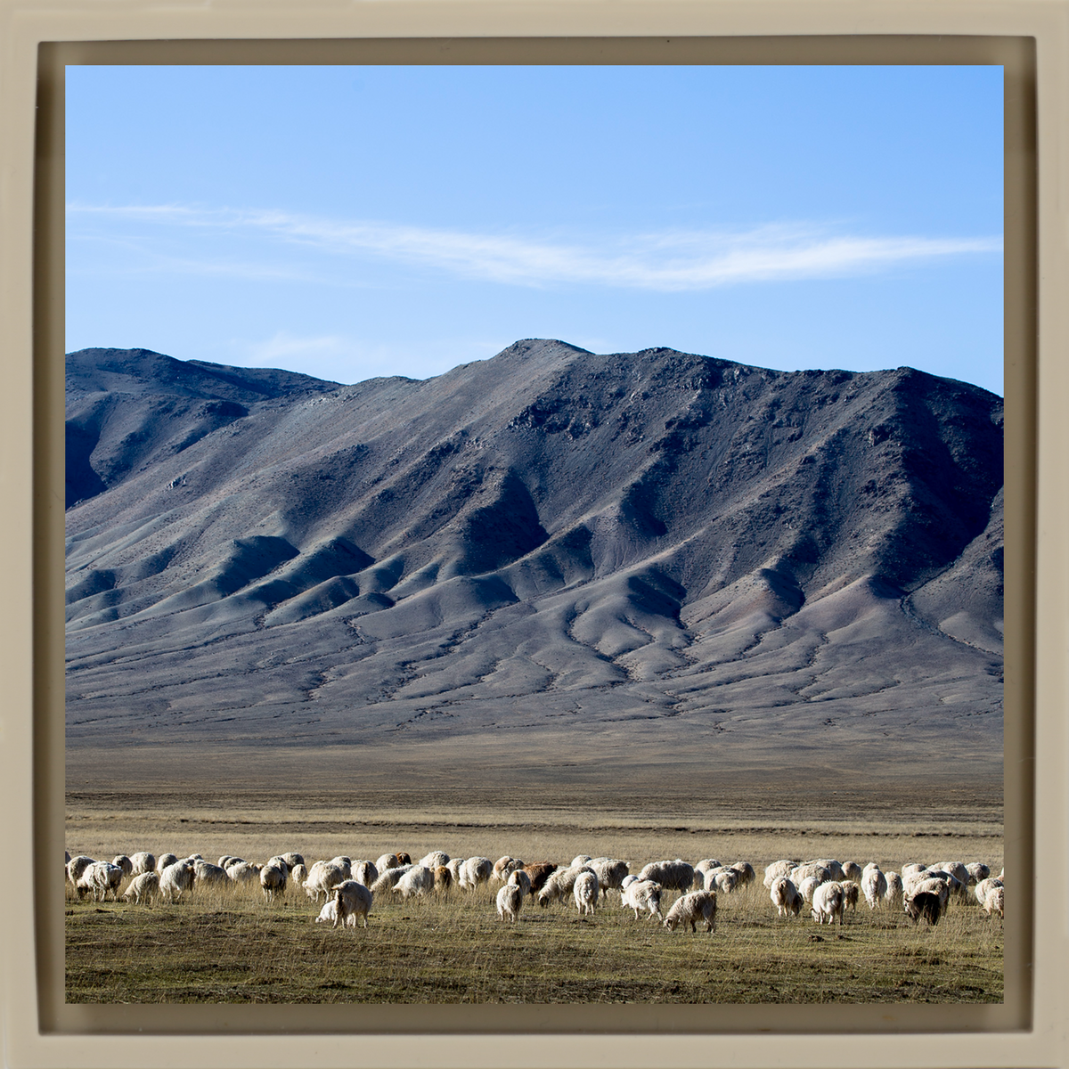 Cashmere Goats Grazing