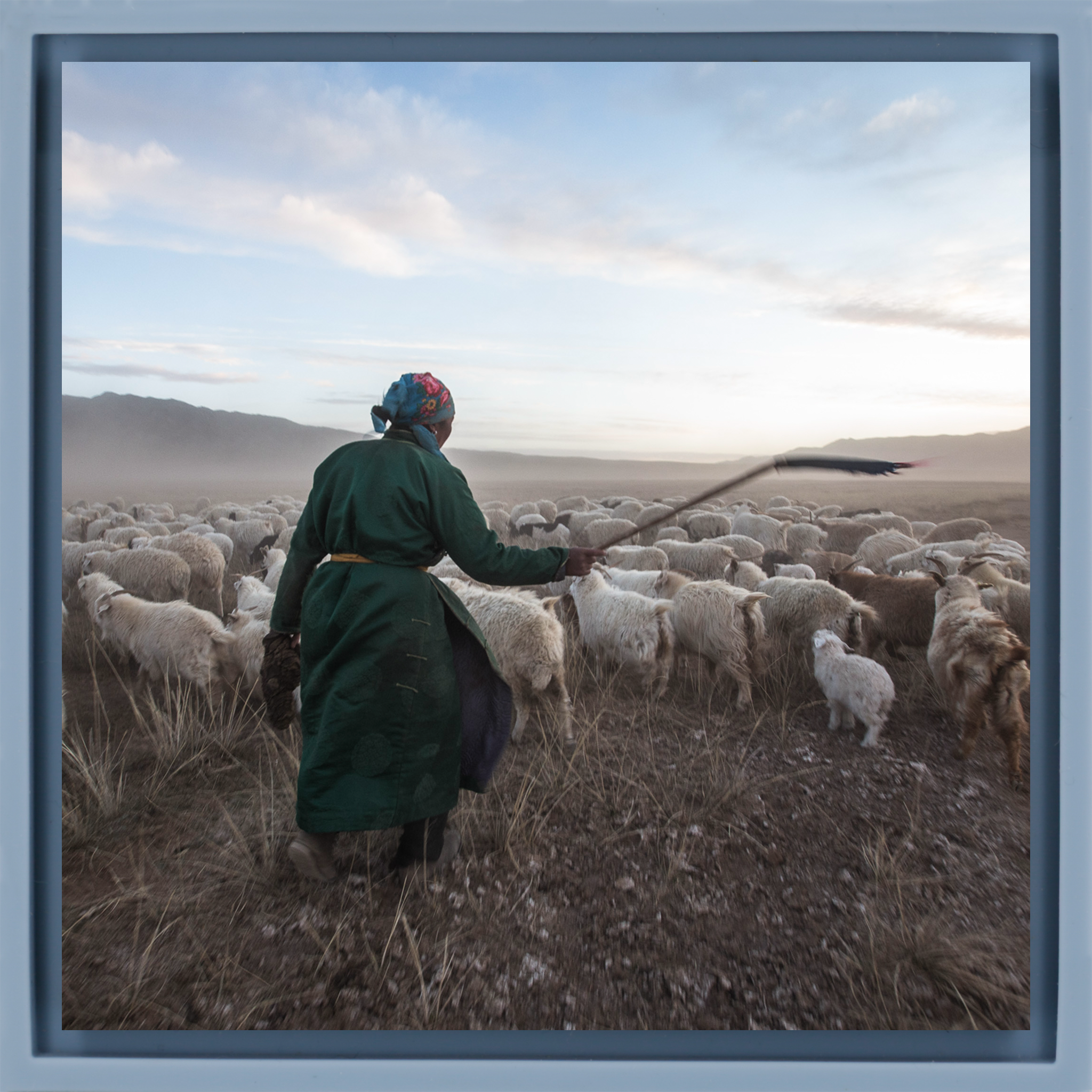 Shepherd with his Goats- Light Blue Wrapp